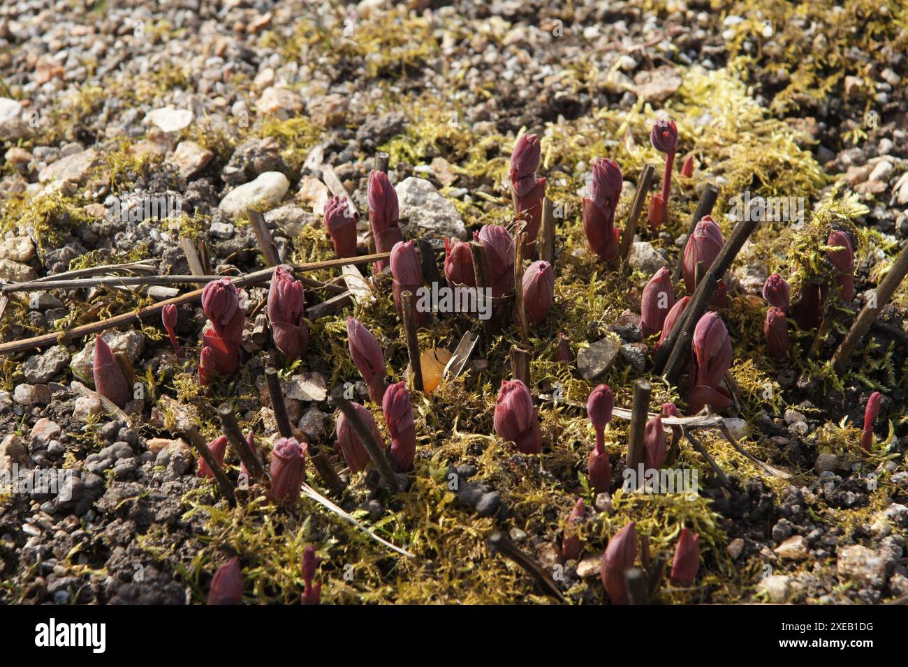 Paeonia officinalis, pivoine Banque D'Images