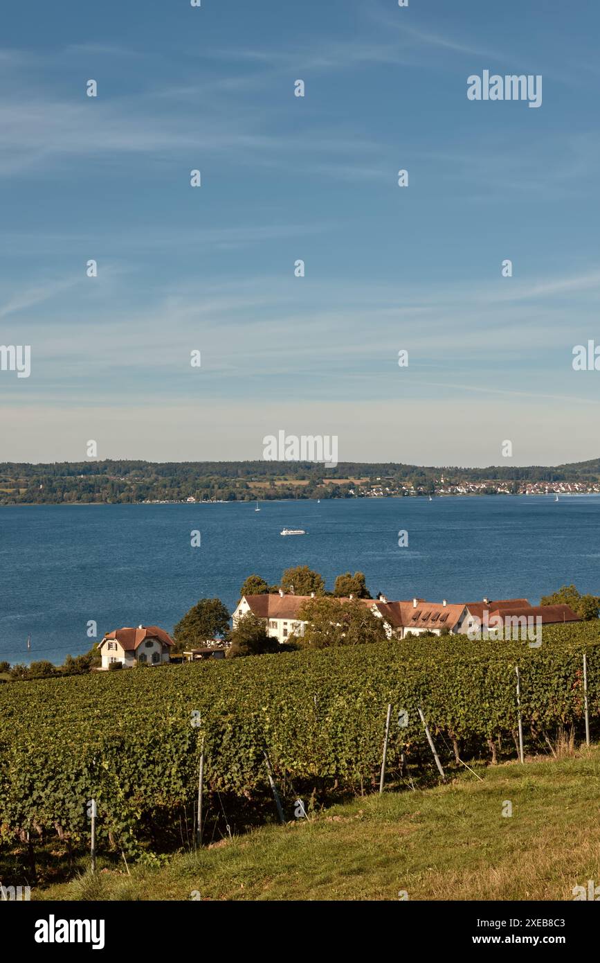 Panorama du Bodensee : Alpes à l'horizon, vignobles et beauté pastorale. Horizon alpin : Bodensee, vignobles et villages pittoresques Banque D'Images