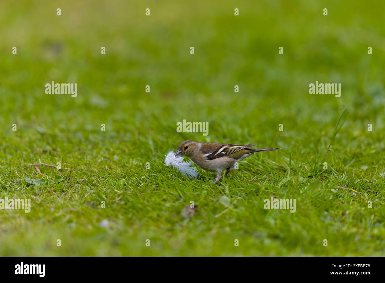 Chaffinch commun Fringilla coelebs, femelle adulte debout sur la pelouse avec des plumes dans le bec, Suffolk, Angleterre, juin Banque D'Images