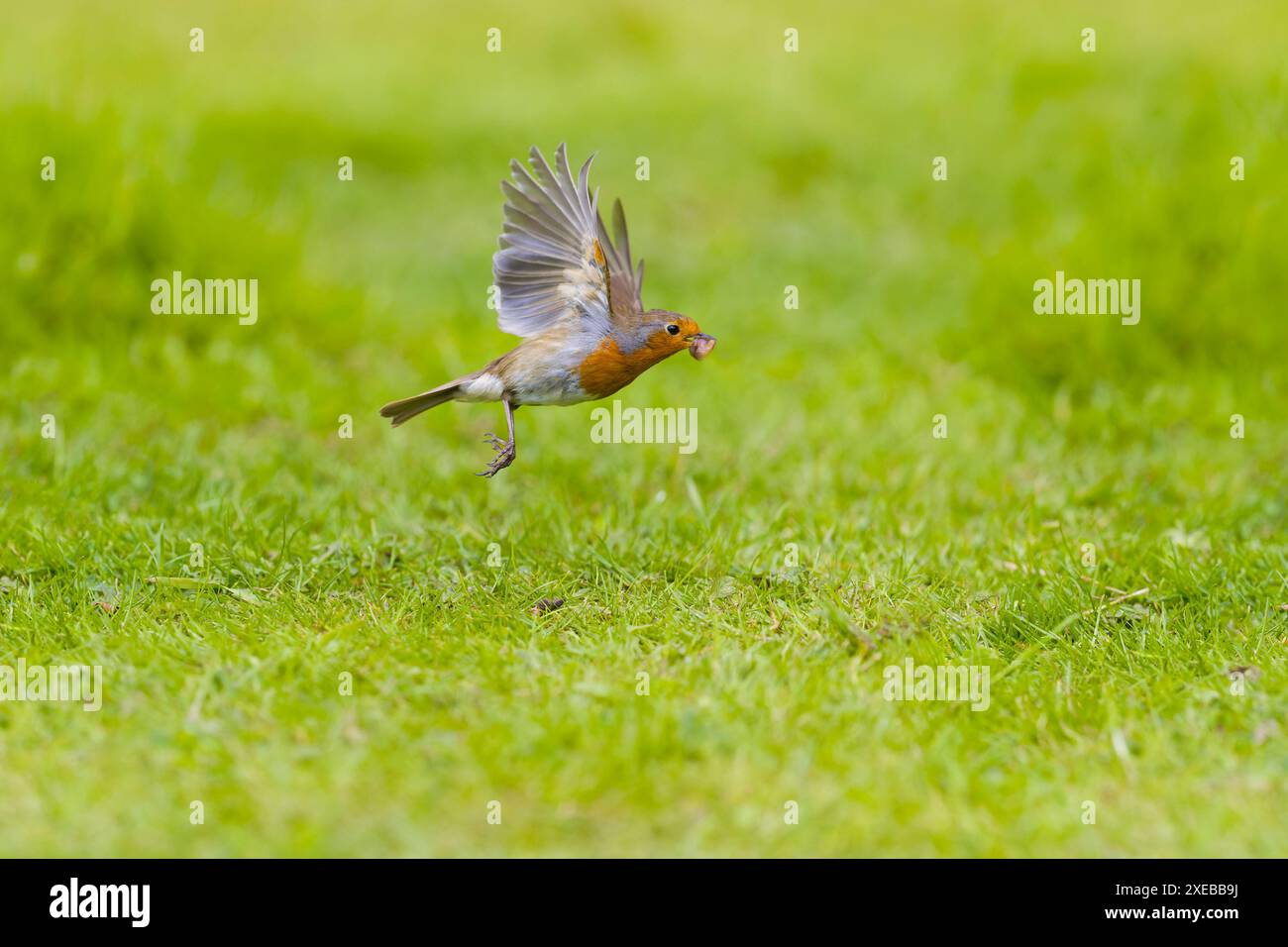 robin Erithacus rubecula européen, adulte survolant la pelouse avec un ver à bec, Suffolk, Angleterre, juin Banque D'Images robin Erithacus rubecula européen, adulte survolant la pelouse avec un ver à bec, Suffolk, Angleterre, juin Banque D'Images