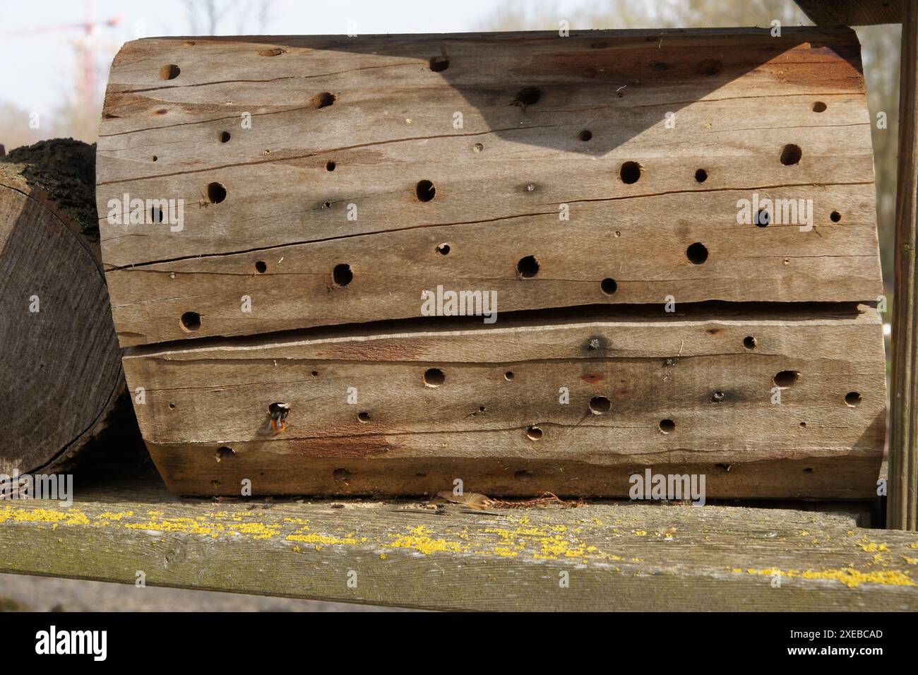 Nestbox avec bourdon Banque D'Images