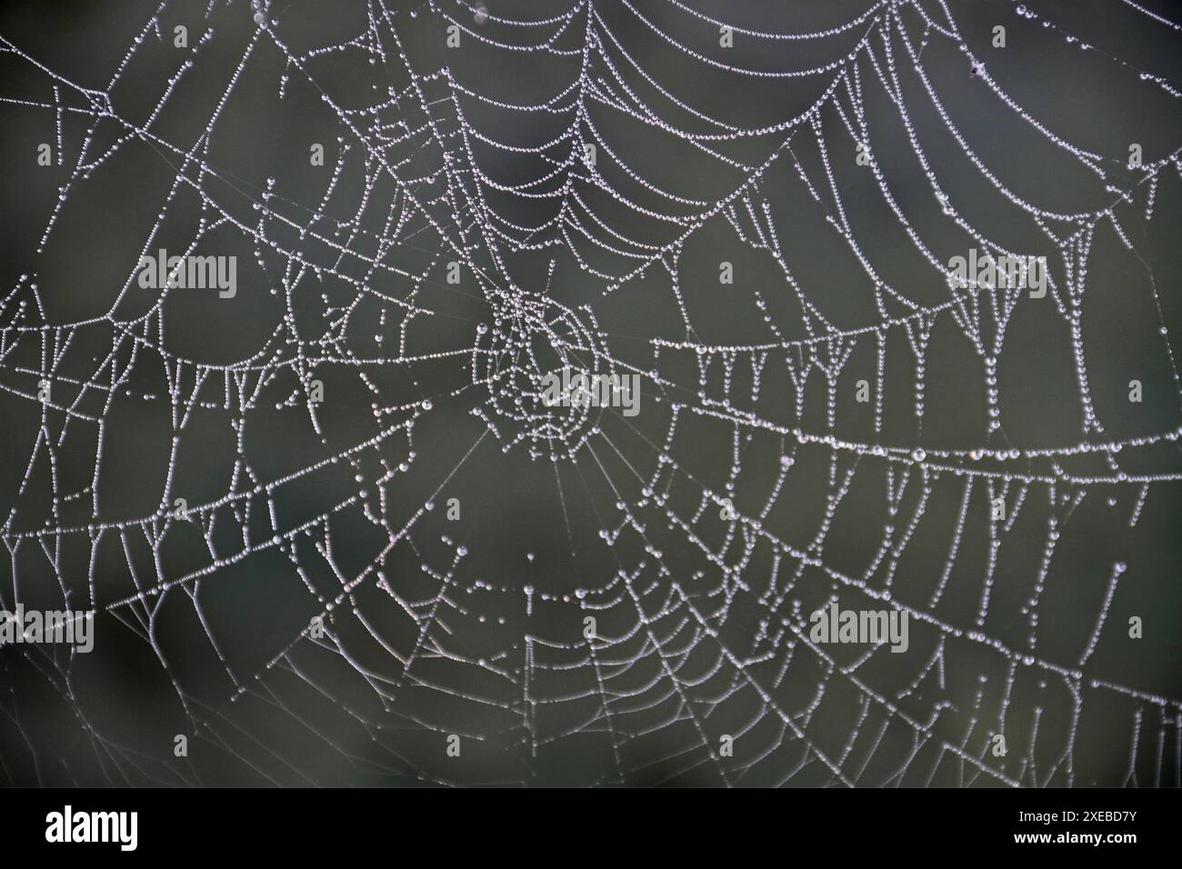 Une toile d'araignée avec des gouttes de rosée provenant du brouillard du matin Banque D'Images