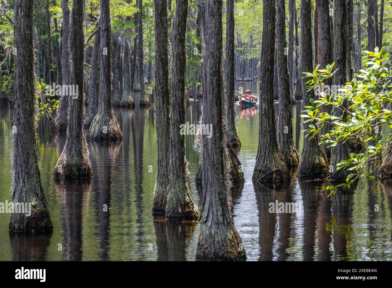 Kayak naviguant sur une piste de kayak submergée de la forêt de cyprès au George L. Smith II State Park à Twin City, Géorgie. (ÉTATS-UNIS) Banque D'Images
