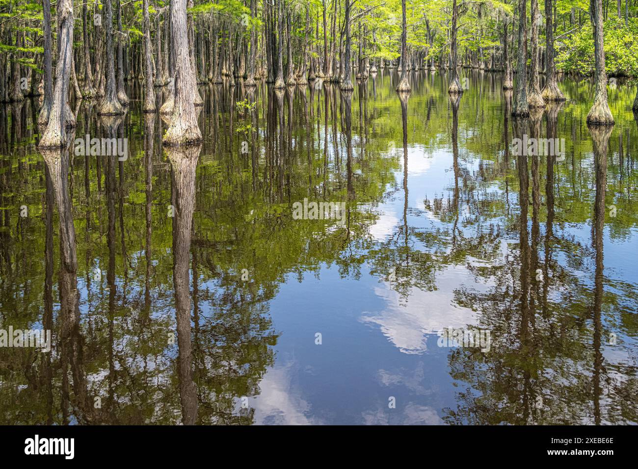 Forêt de cyprès à Watson Pond dans George L. Smith II State Park près de Twin City, Géorgie, dans le comté d'Emanuel. (ÉTATS-UNIS) Banque D'Images