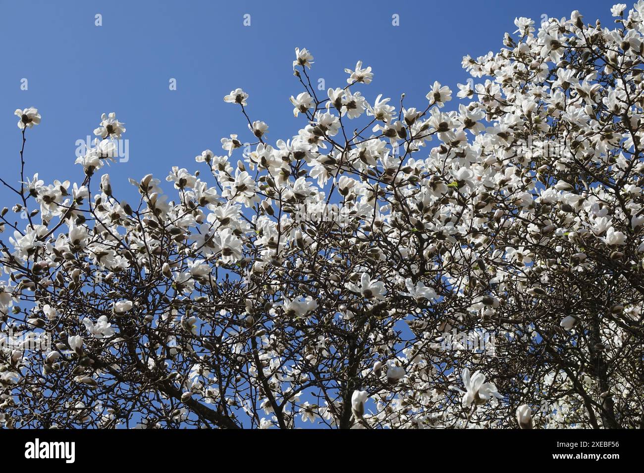 Magnolia x loebneri, Loebners magnolia (M. stellata x M. kobus) Banque D'Images
