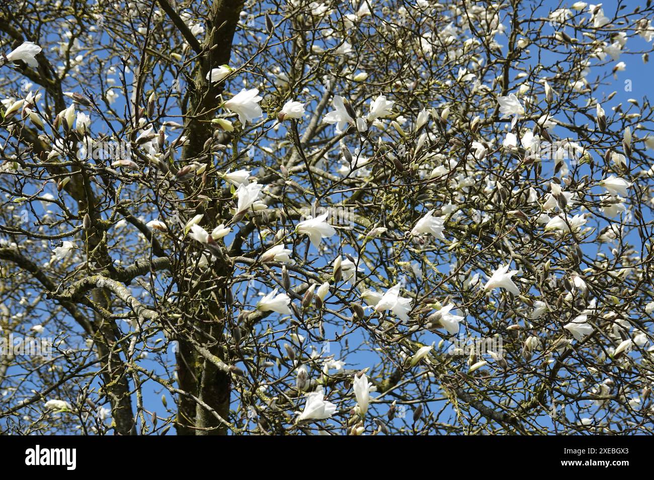 Magnolia salicifolia, magnolia à saule Banque D'Images