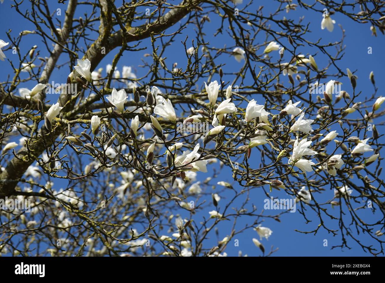 Magnolia salicifolia, magnolia à saule Banque D'Images