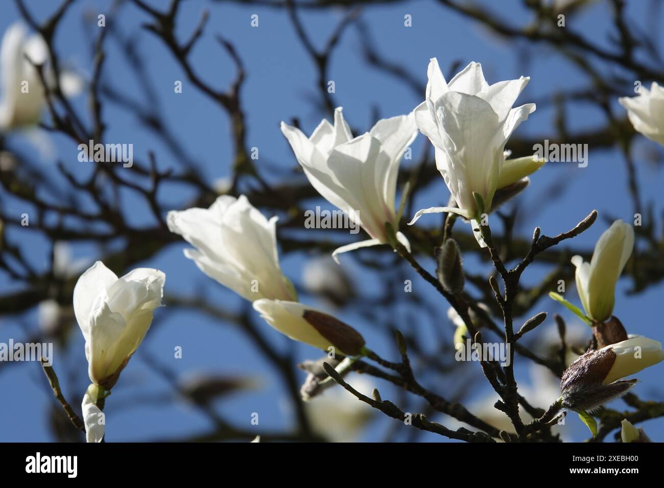 Magnolia salicifolia, magnolia à saule Banque D'Images