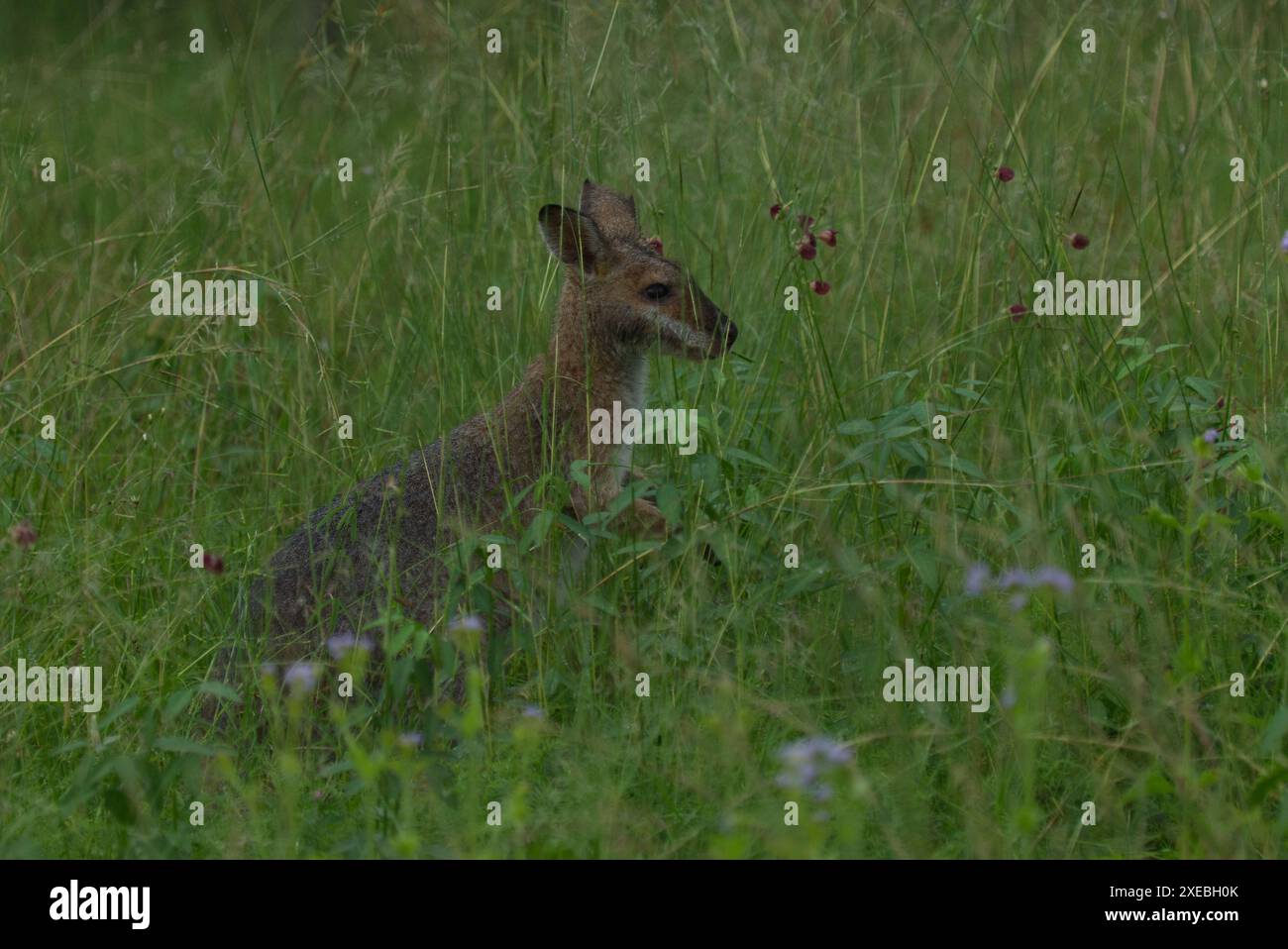 HE Wallaby à cou rouge, également connu sous le nom de Wallaby de Bennett (nom scientifique : Notamacropus rufogriseus), est un marsupial macropode de taille moyenne Banque D'Images