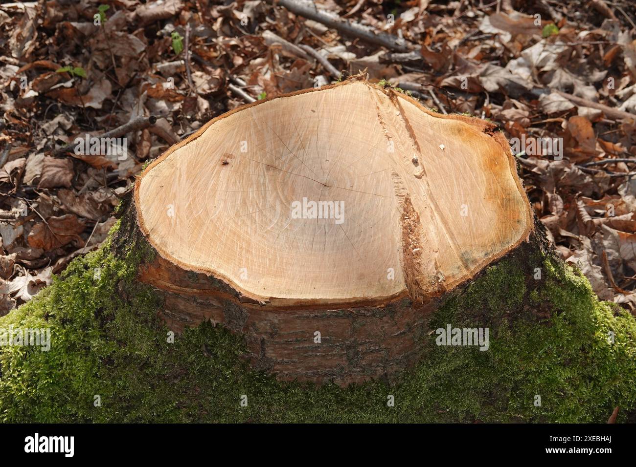 Prunus avium, cerise douce, bois Banque D'Images