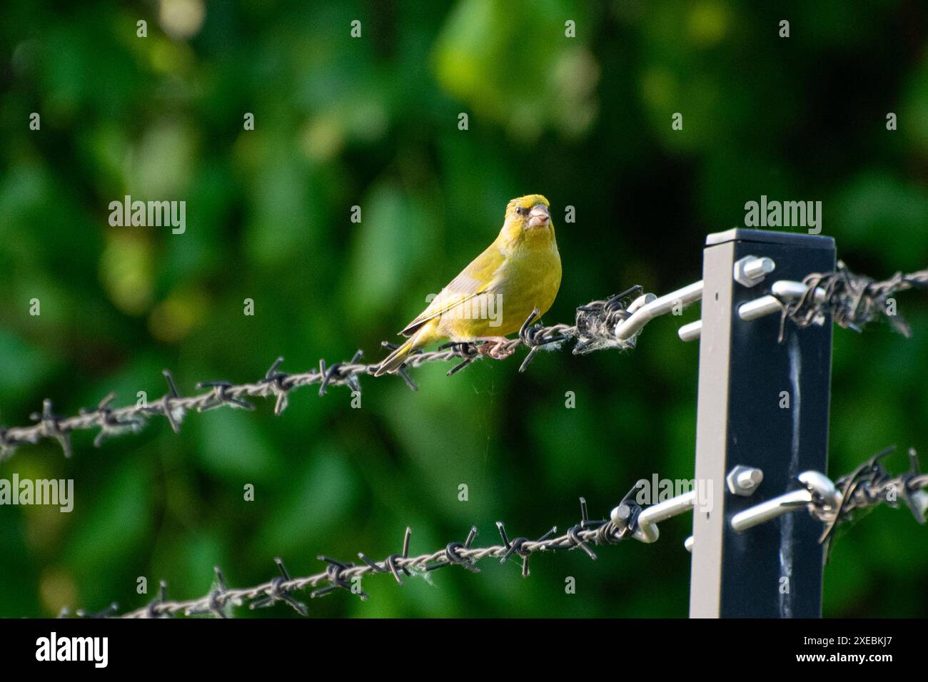 Chloris Chloris assis sur une clôture Banque D'Images
