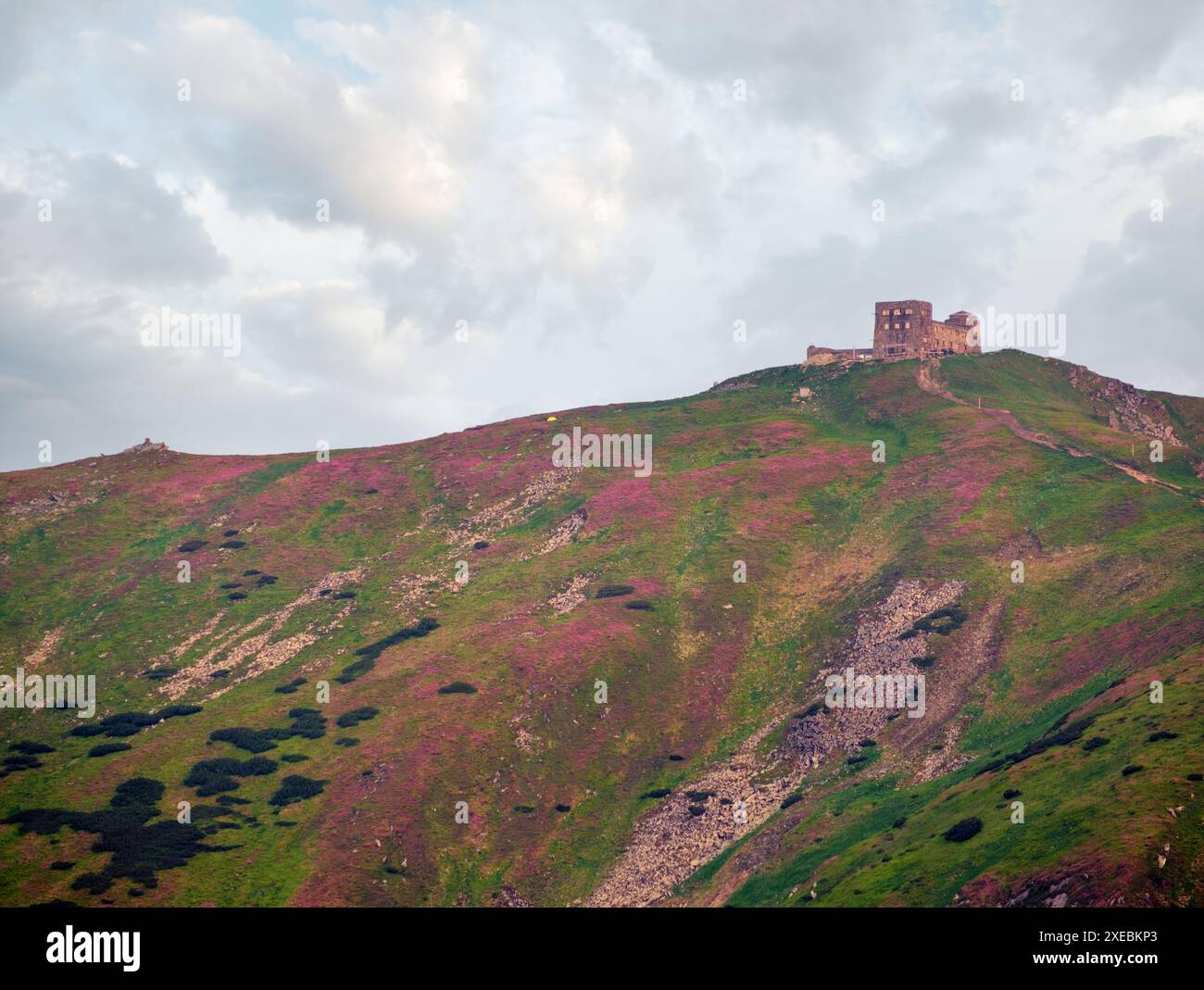 Pip Ivan mont et observatoire et rhododendron fleurs sur pente Banque D'Images