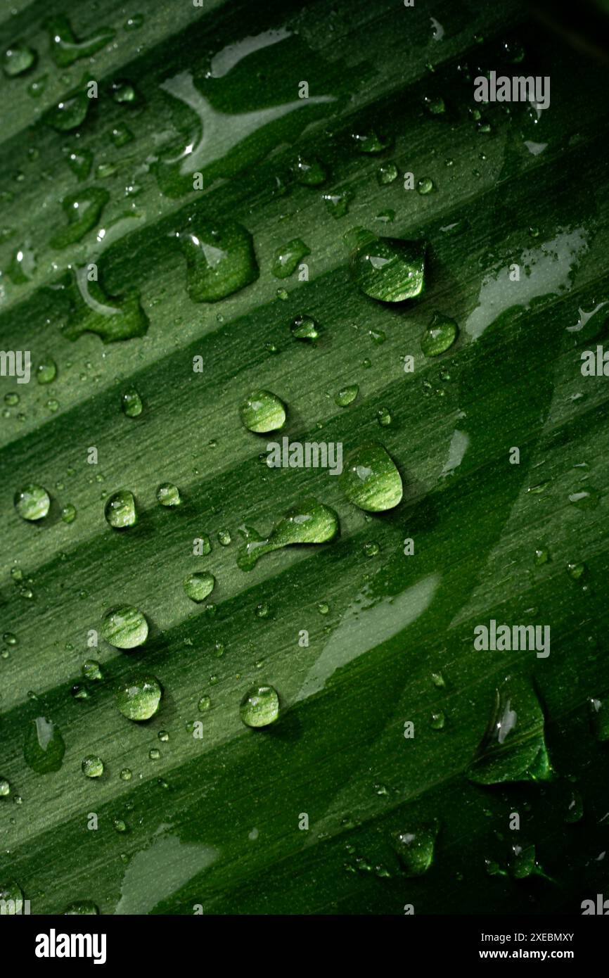 Gouttes de pluie sur des feuilles vertes fraîches sur un fond noir. Photo macro des gouttelettes d'eau sur les feuilles. Goutte d'eau sur la feuille verte après une pluie. Banque D'Images