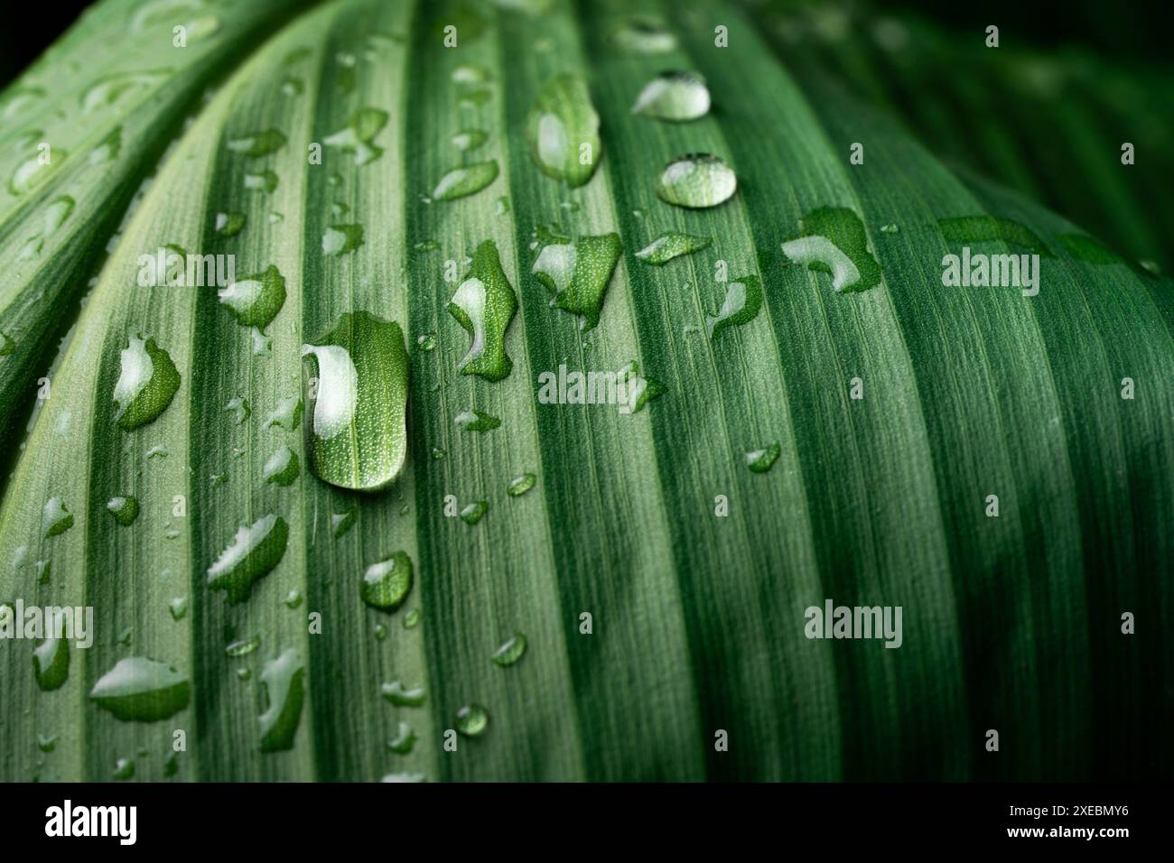 Gouttes de pluie sur des feuilles vertes fraîches sur un fond noir. Photo macro des gouttelettes d'eau sur les feuilles. Goutte d'eau sur la feuille verte après une pluie. Banque D'Images