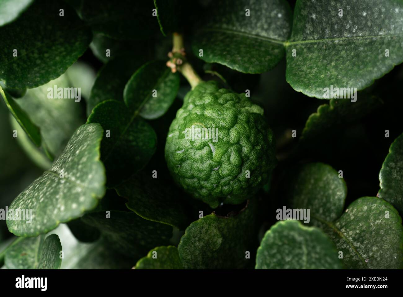 Citron vert Kaffir et feuilles vertes sur l'arbre après la pluie. Banque D'Images