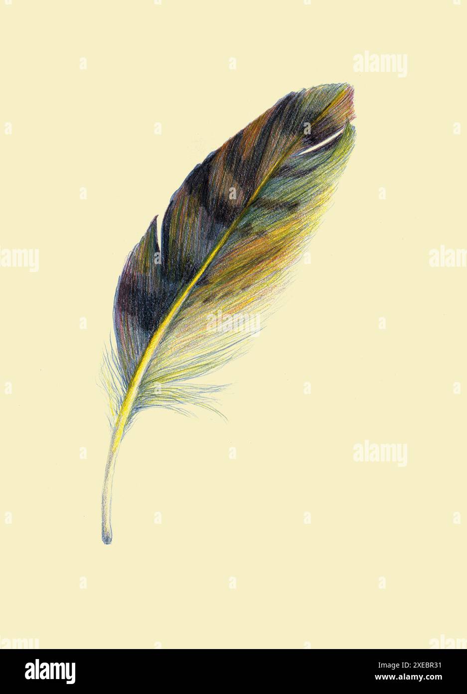 Plume Banque D'Images Plume Banque D'Images