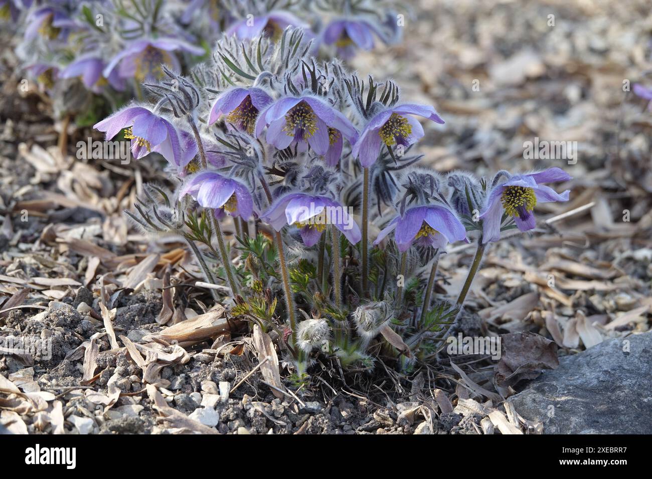 Pulsatilla ajanensis, fleur pasque d'ajan Banque D'Images