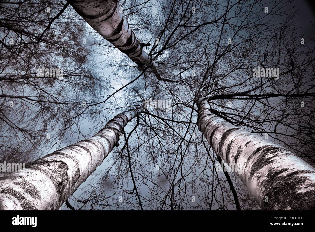 Birken Banque D'Images