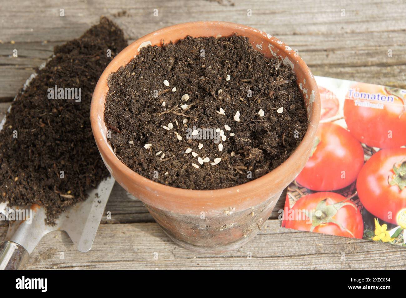 Solanum esculentum, tomate, graine Banque D'Images