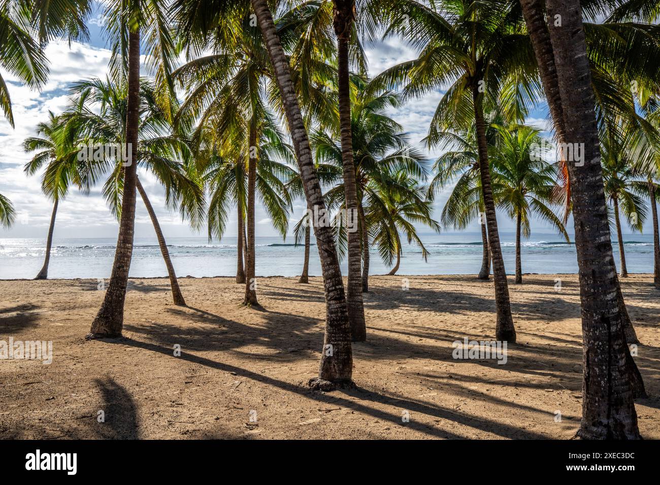 Romantique plage de sable des Caraïbes avec des palmiers, lever de soleil à plage de bois Jolan, Guadeloupe, Banque D'Images