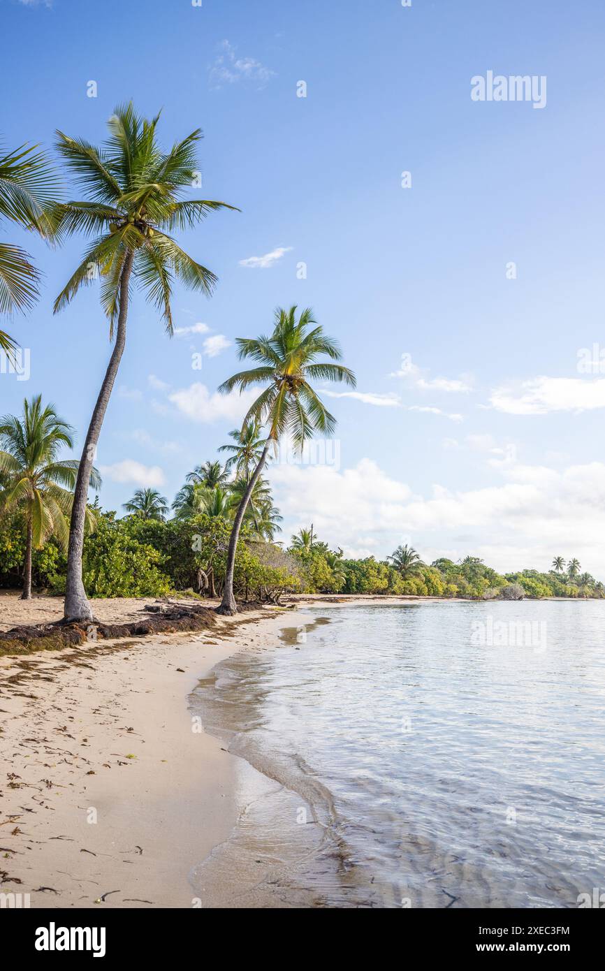 Romantique plage de sable des Caraïbes avec des palmiers, lever de soleil à plage de bois Jolan, Guadeloupe, Banque D'Images