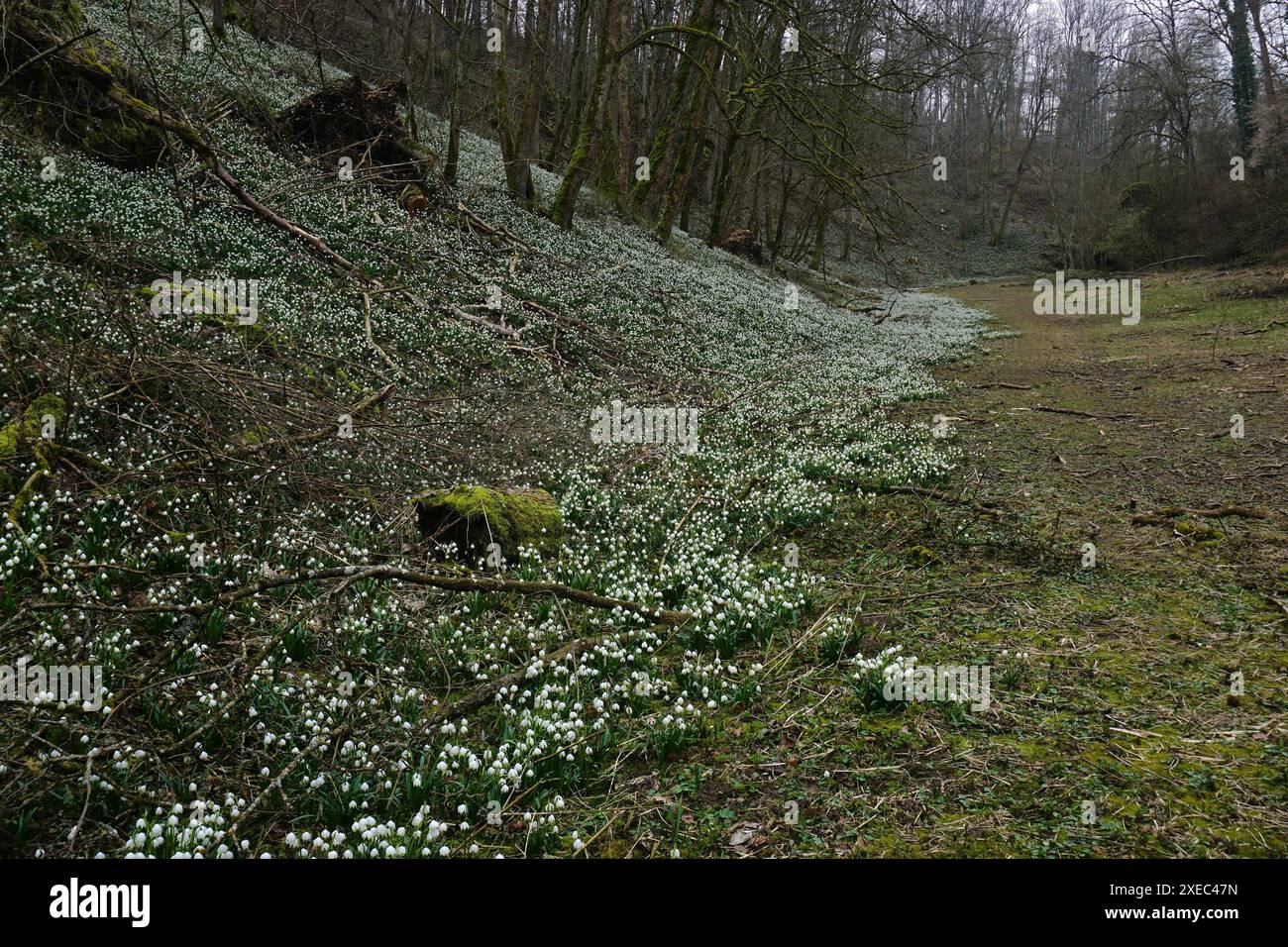 Flocon de neige printanier ; alpes souabes ; allemagne Banque D'Images