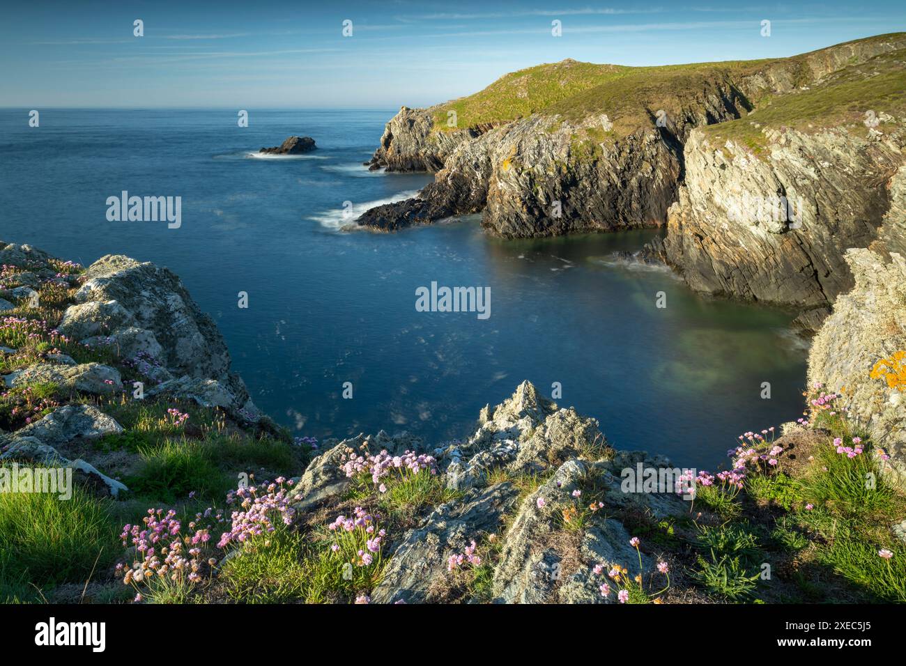 Fleurs sauvages roses de mer sur les sommets des falaises sur la côte ouest accidentée d'Anglesey, au nord du pays de Galles, au Royaume-Uni. Printemps (mai) 2019. Banque D'Images