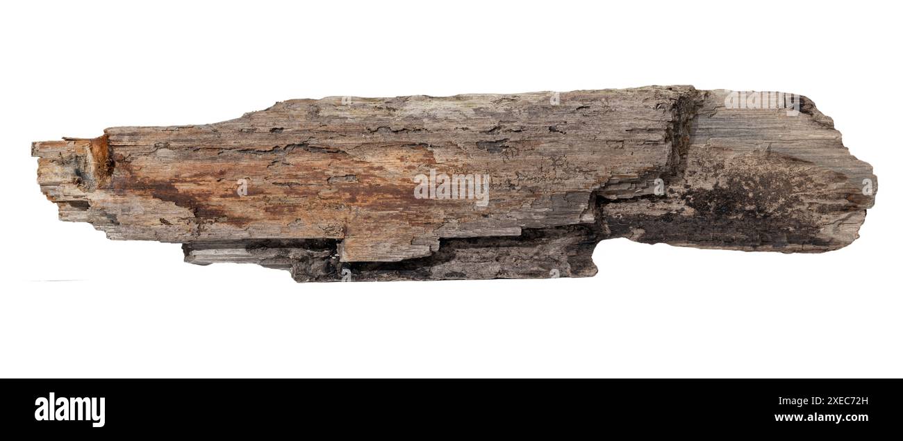 Planche de bois de dérive de mer isolée sur fond blanc. Maquette de modèle Banque D'Images