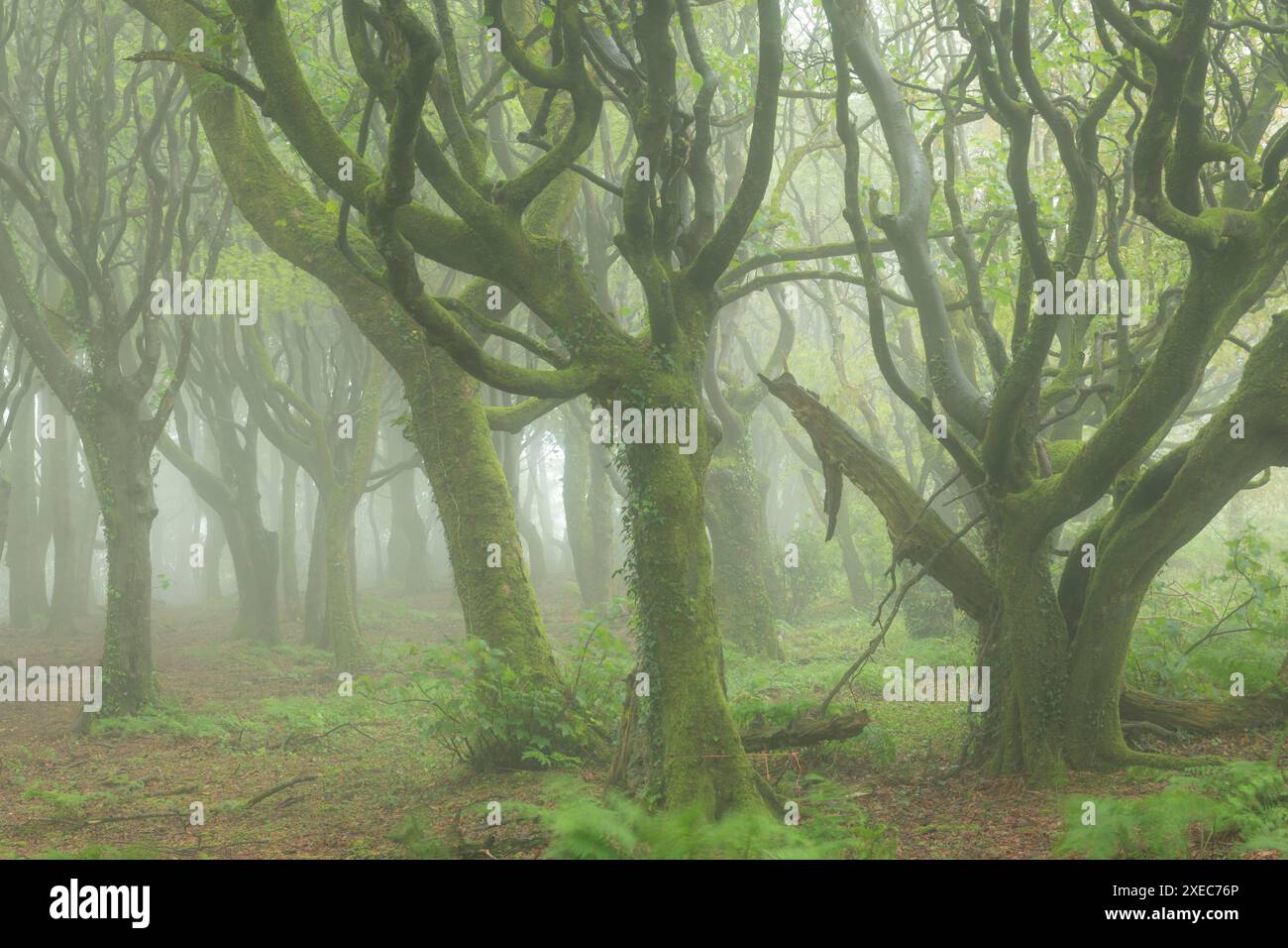 Conditions brumeuses dans un bois feuillus, Cornouailles, Angleterre. Printemps (mai) 2019. Banque D'Images