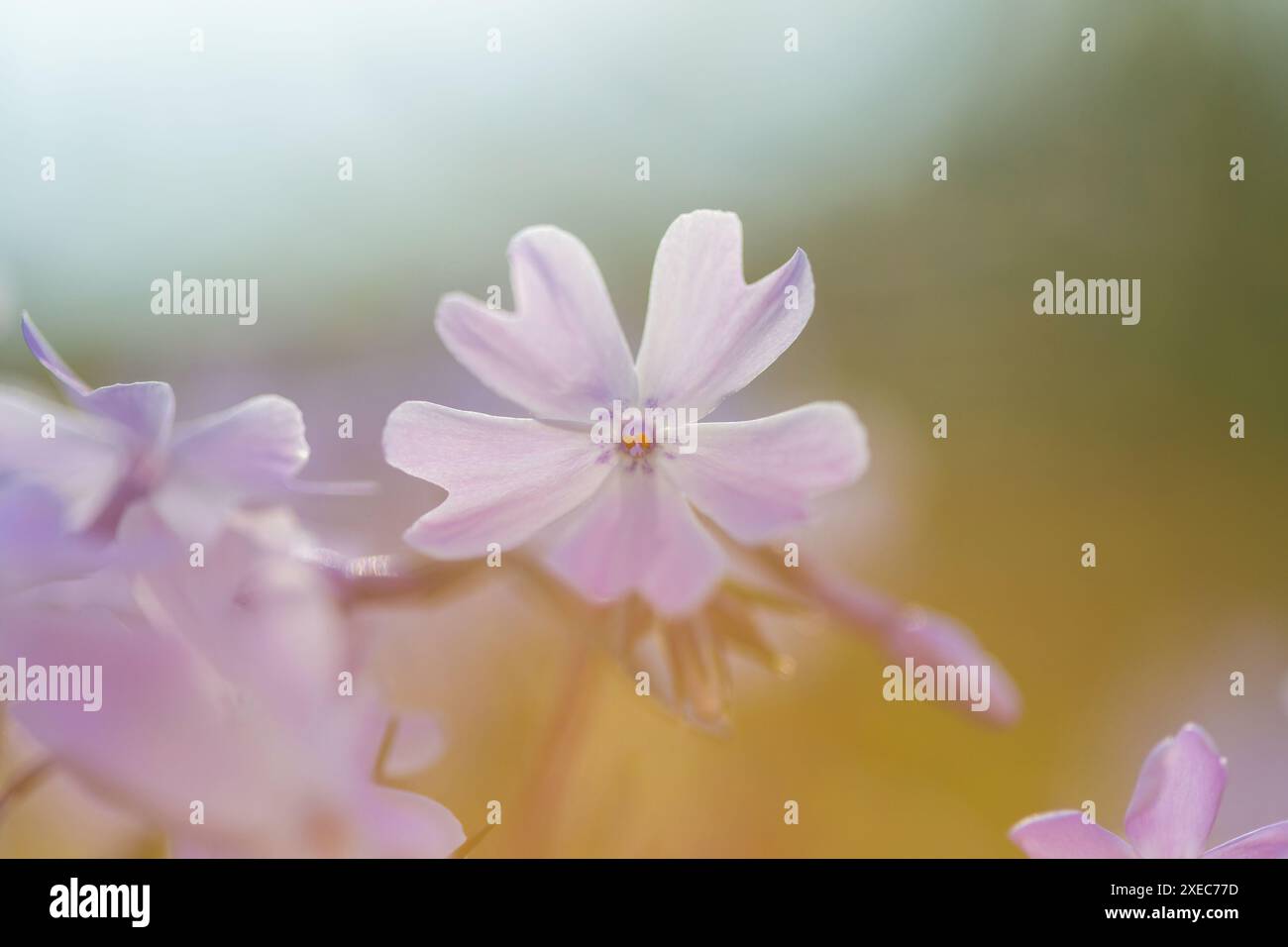 Fleurs Banque D'Images