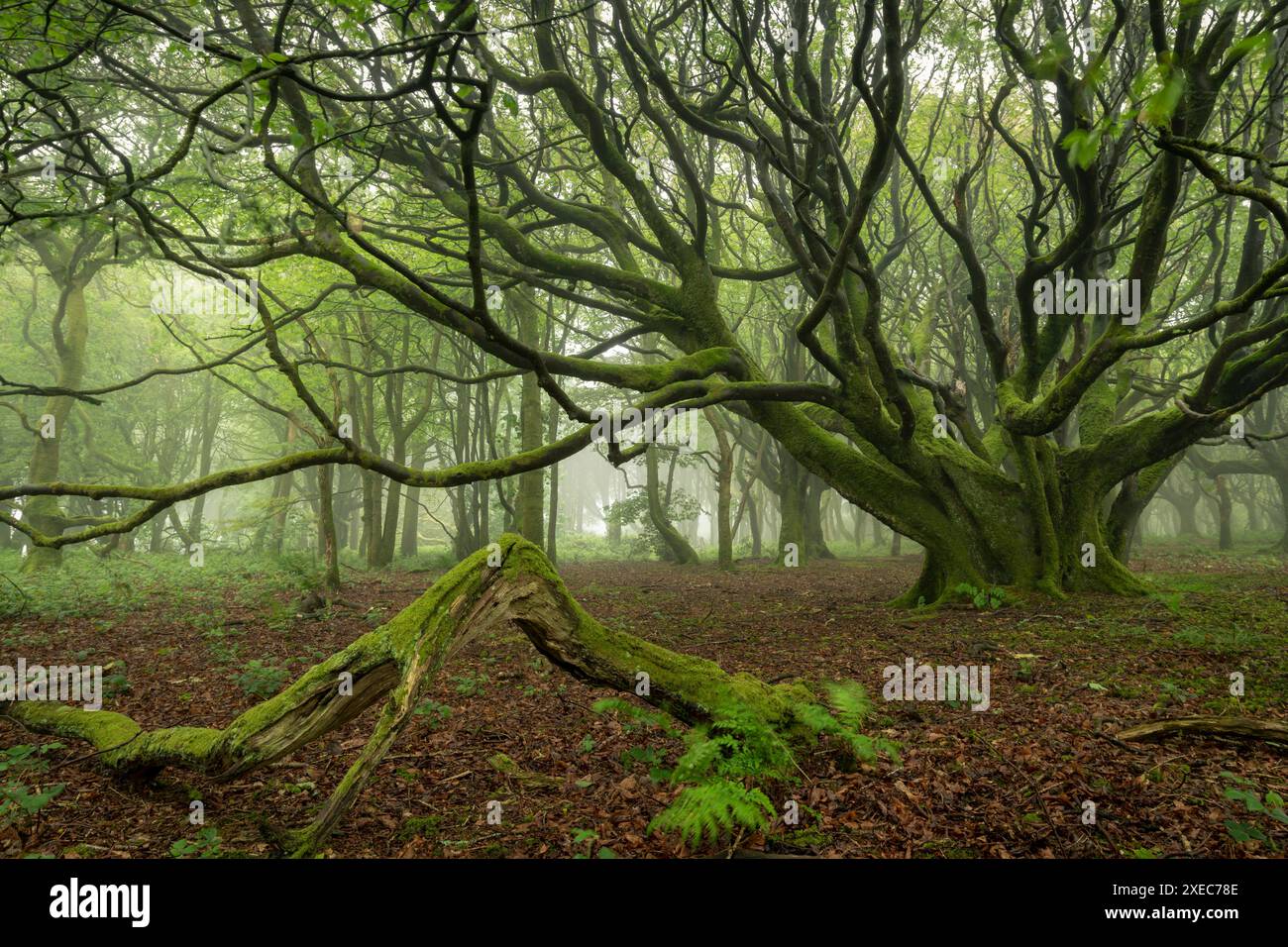 Forêt feuillus brumeuse en Cornouailles, Angleterre. Printemps (mai) 2019. Banque D'Images
