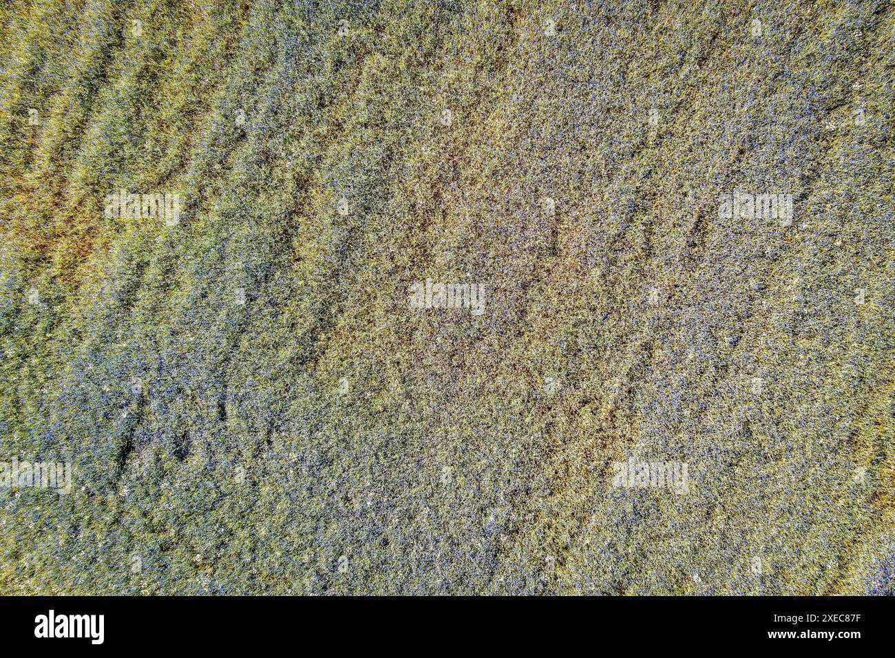 Un champ de bleuets bleus Banque D'Images