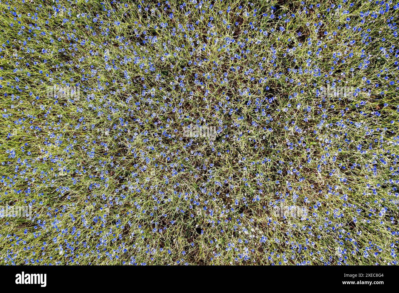 Un champ de bleuets bleus Banque D'Images