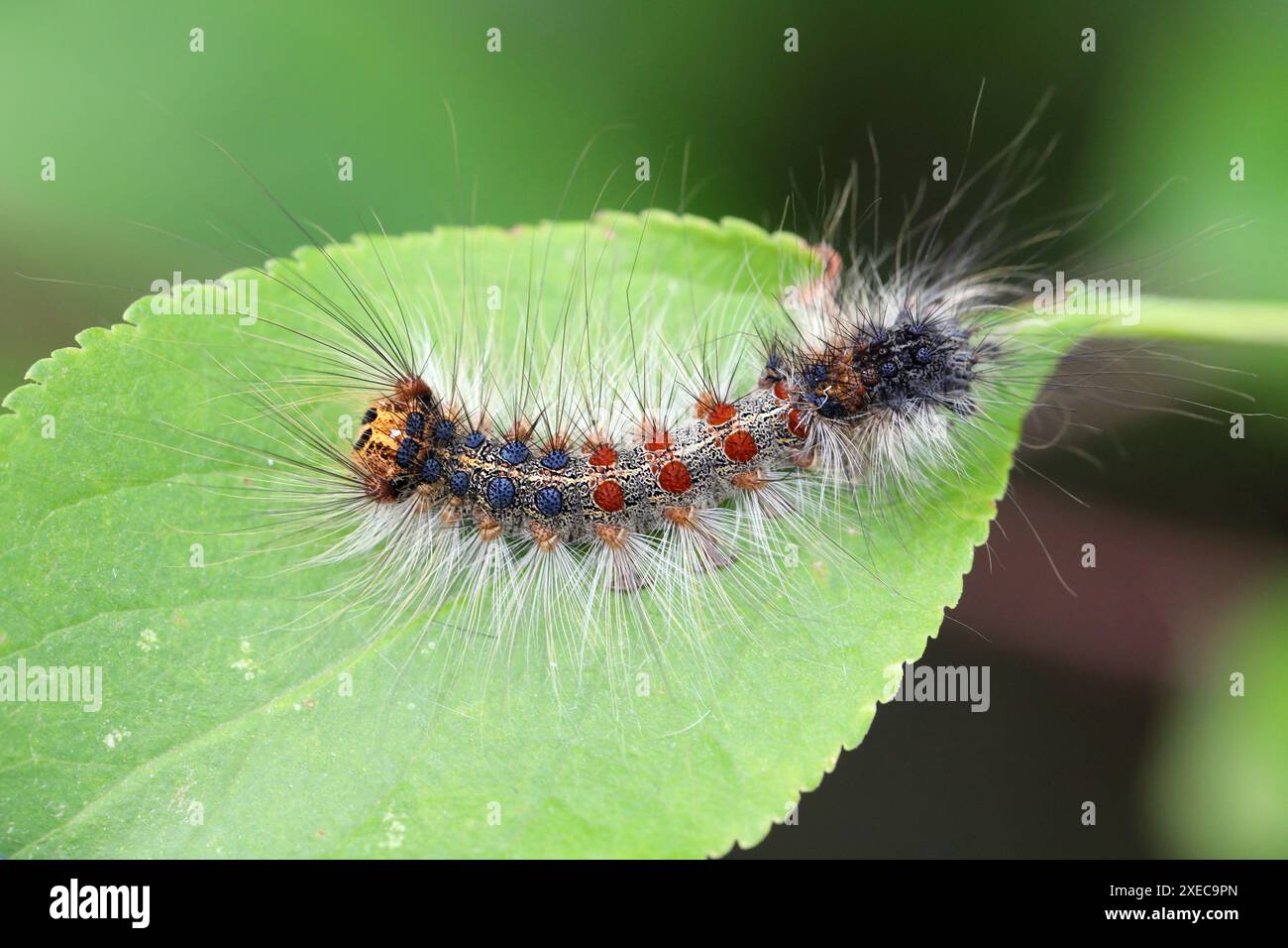 Chenille de Lymantria dispar, également connue sous le nom de teigne tzigane ou teigne spongieuse sur une feuille de prune. Banque D'Images