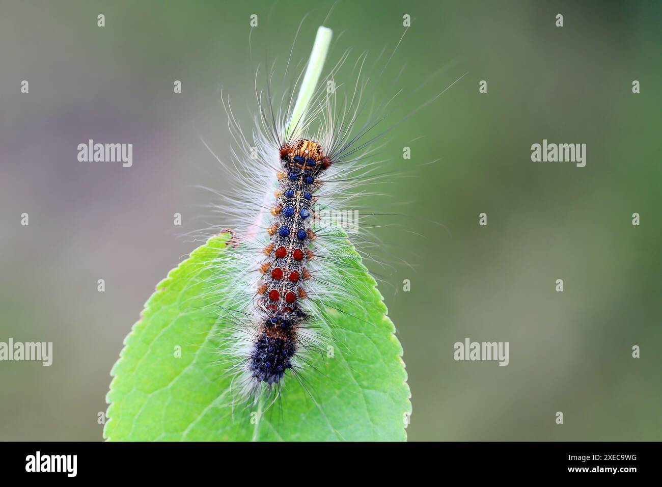 Chenille de Lymantria dispar, également connue sous le nom de teigne tzigane ou teigne spongieuse sur une feuille de prune. Banque D'Images