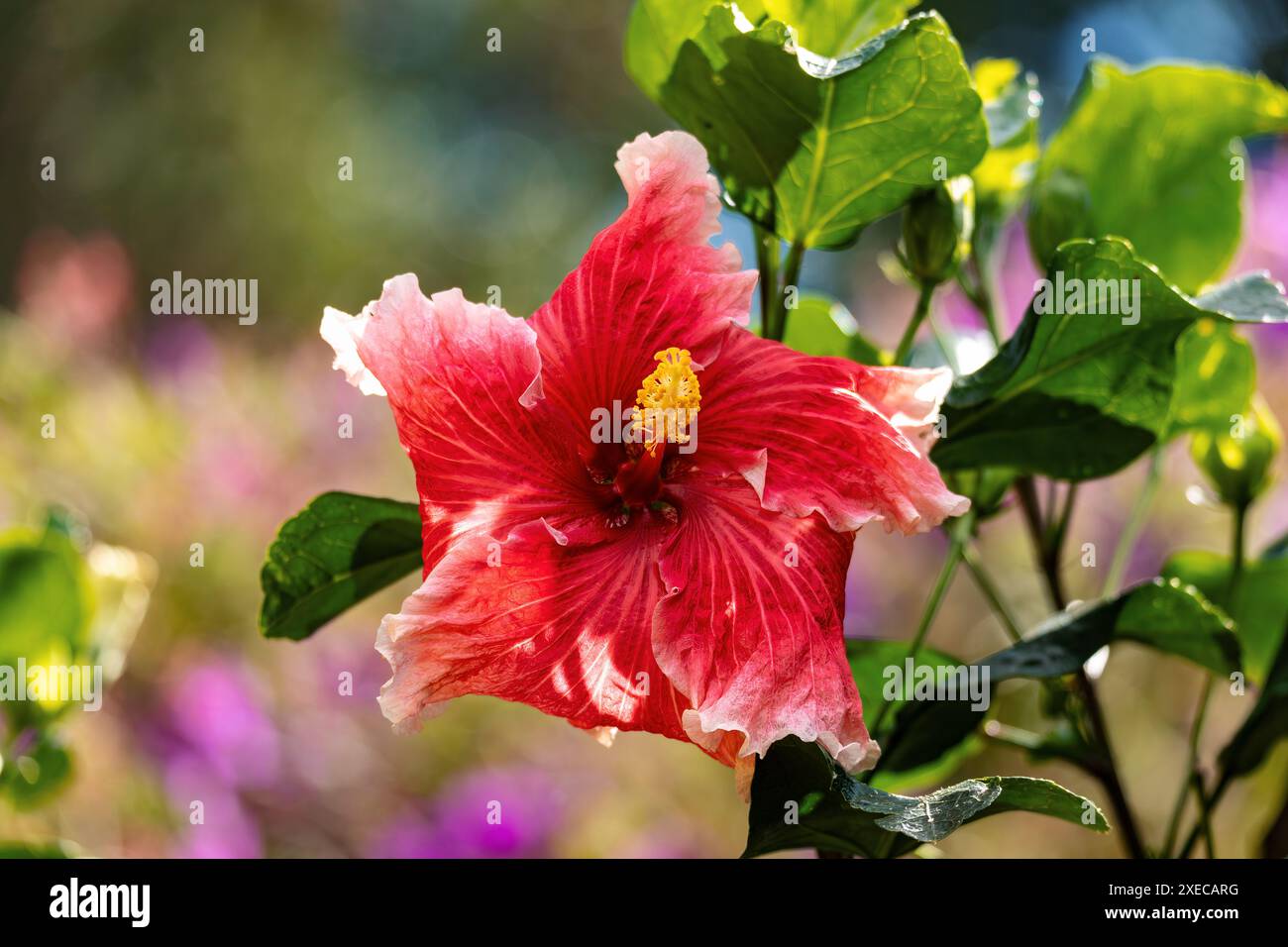 Hibiscus rosa-sinensis, fleur espèce d'hibiscus tropical, plante à fleurs, département de Magdalena, Colombie Banque D'Images