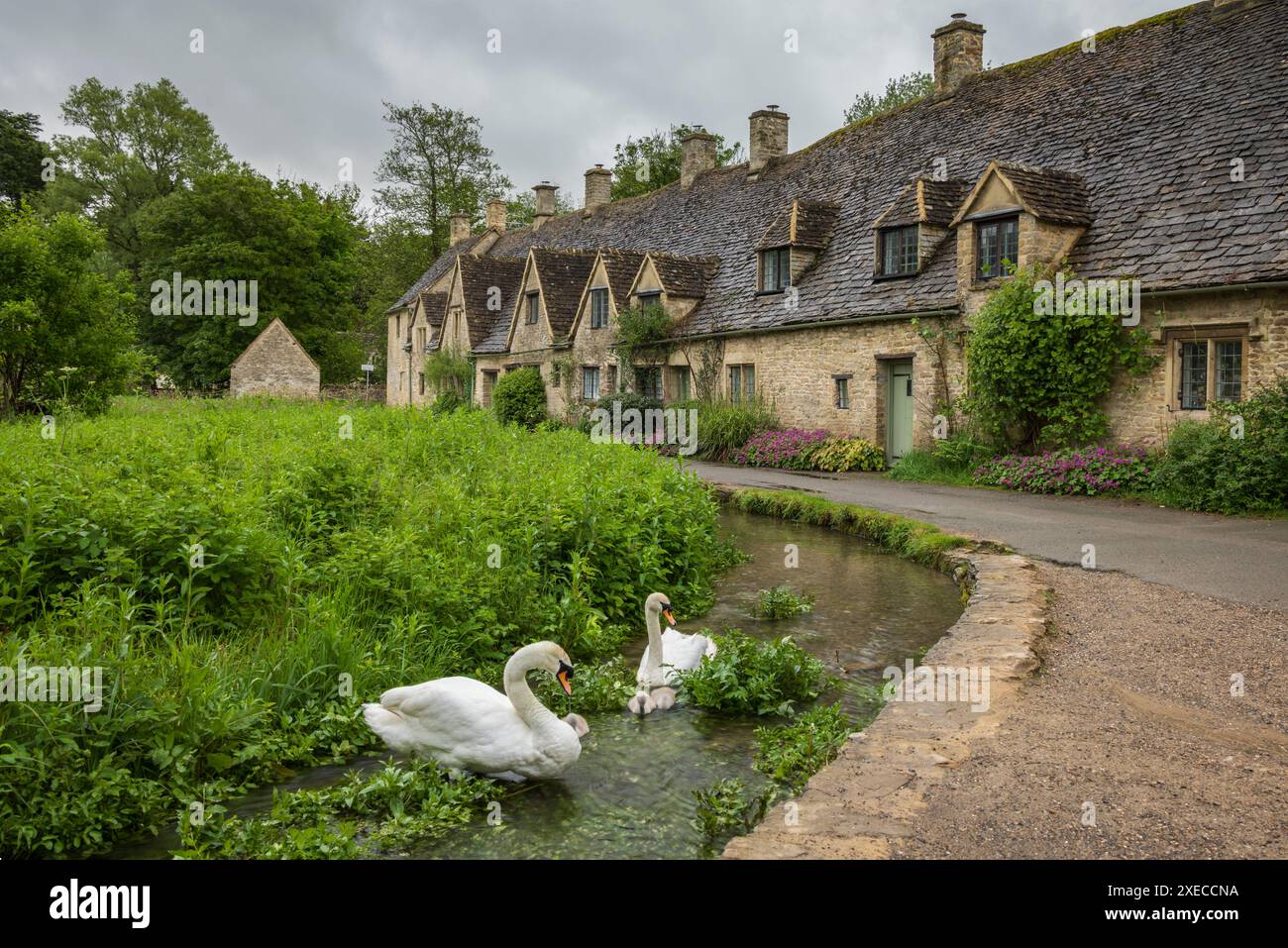 Cygnes dans le ruisseau à côté d'Arlington Row dans le village pittoresque des Cotswolds de Bibury, Gloucestershire, Angleterre. Printemps (mai) 2024. Banque D'Images