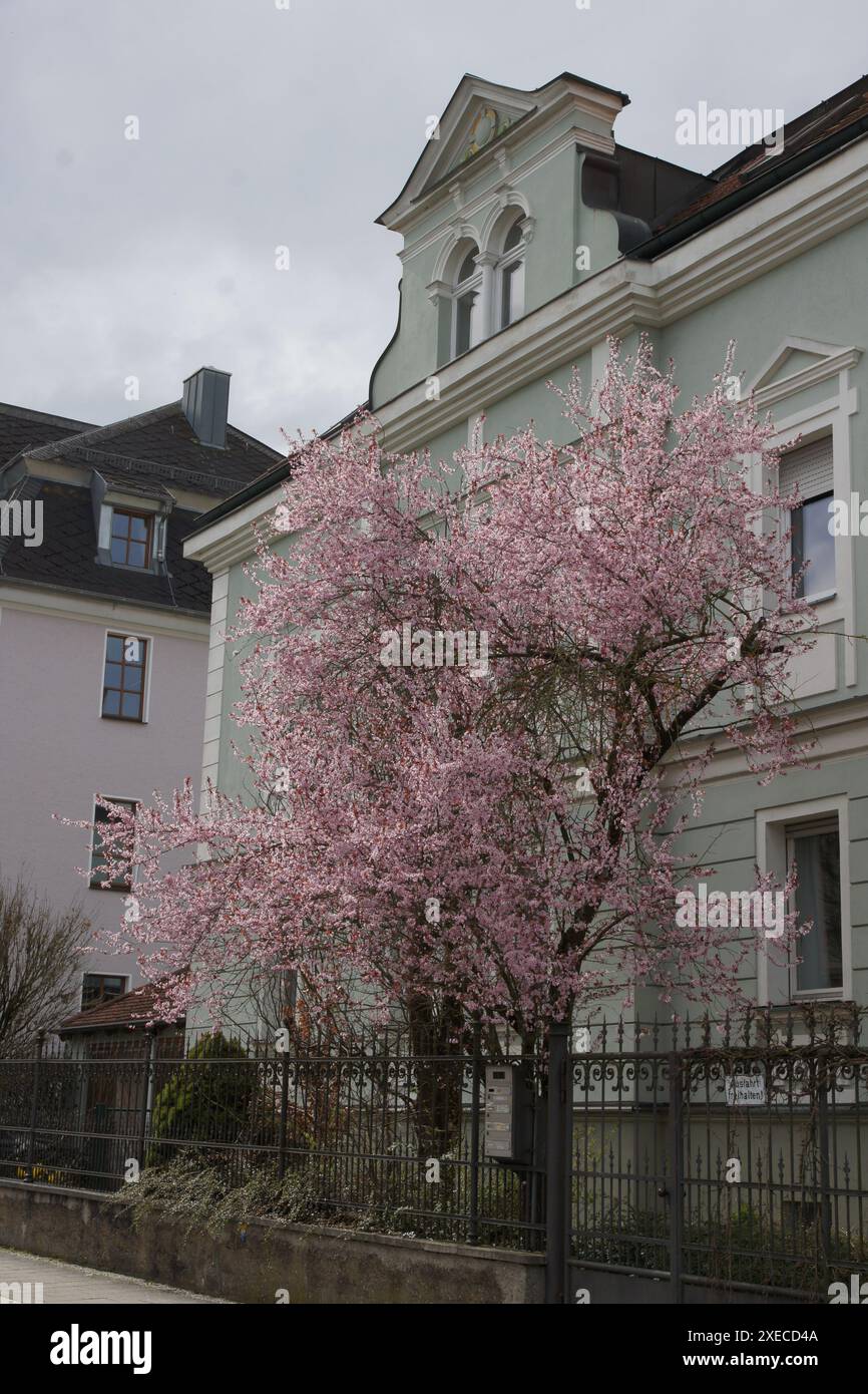 Prunus cerasifera nigra, prune cerise violette Banque D'Images