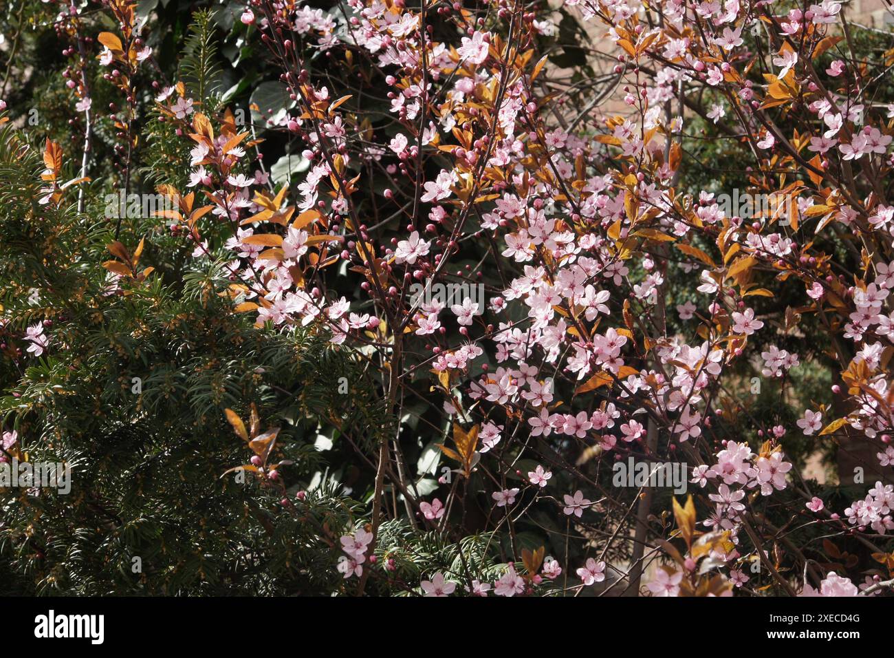 Prunus cerasifera nigra, prune cerise violette Banque D'Images