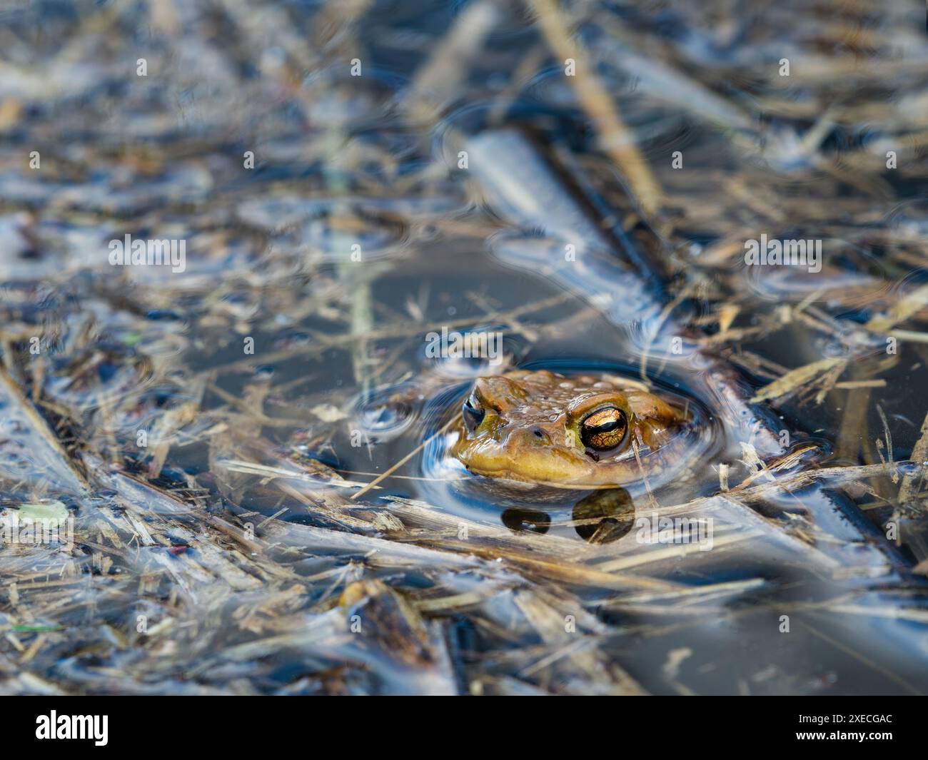 Un seul crapaud commun se trouve dans les eaux calmes d'un lac entouré de roseaux Banque D'Images