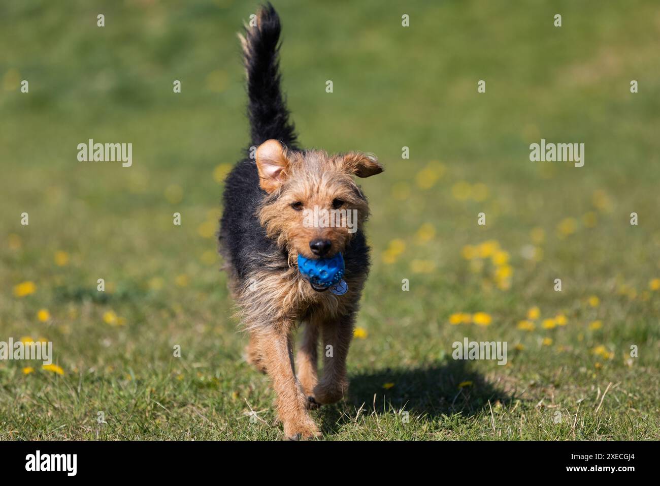 Un jeune chien noir et brun de race mixte marche avec une petite boule dans les dents et le porte au propriétaire. Banque D'Images