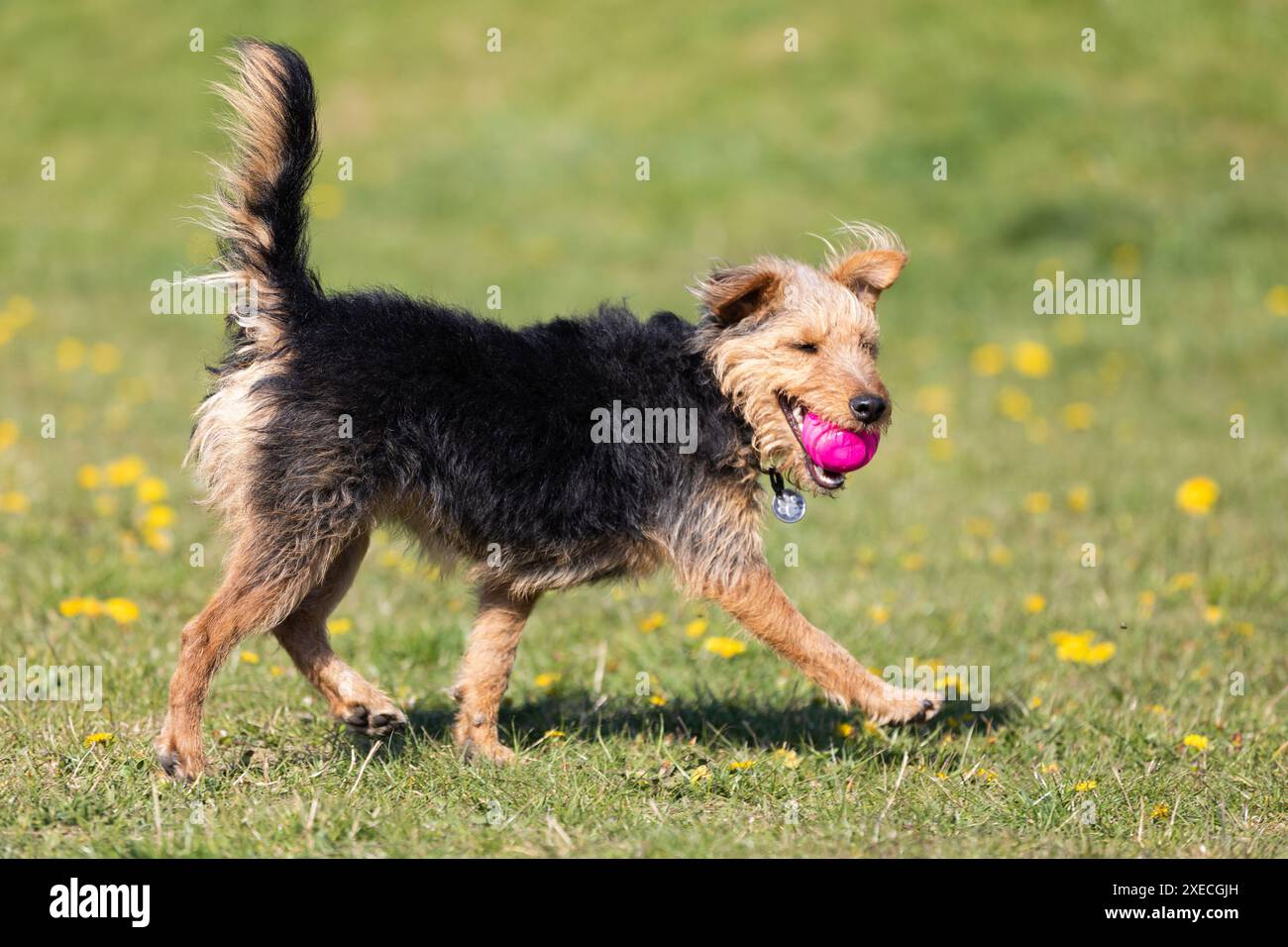 Un jeune chien noir et brun de race mixte marche avec une petite boule dans les dents et le porte au propriétaire. Banque D'Images