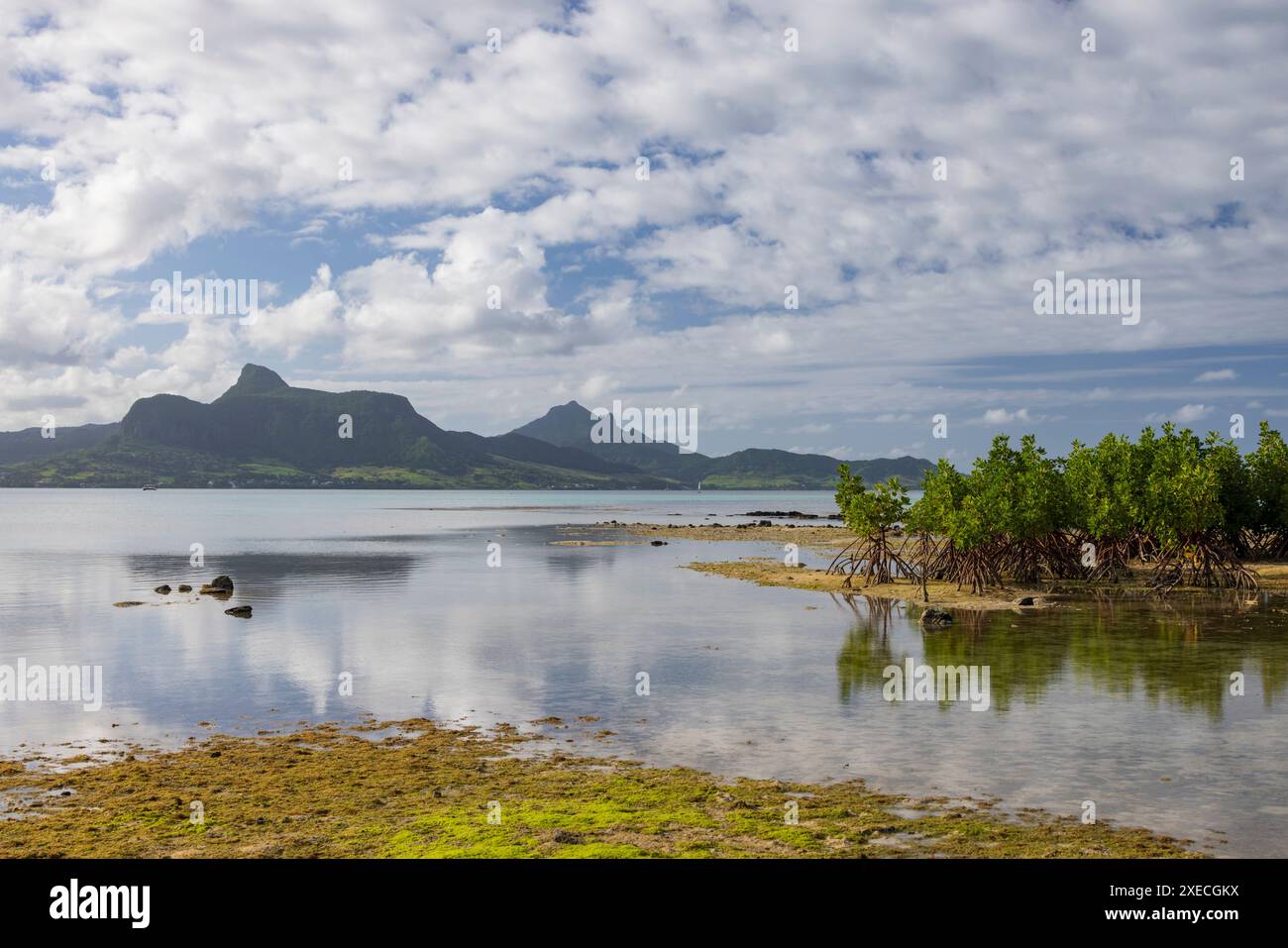 Arbres de mangrove à marée basse à point Jerome près de Mahébourg sur l'île Maurice de l'océan Indien, Afrique de l'est. Juin 2024. Banque D'Images