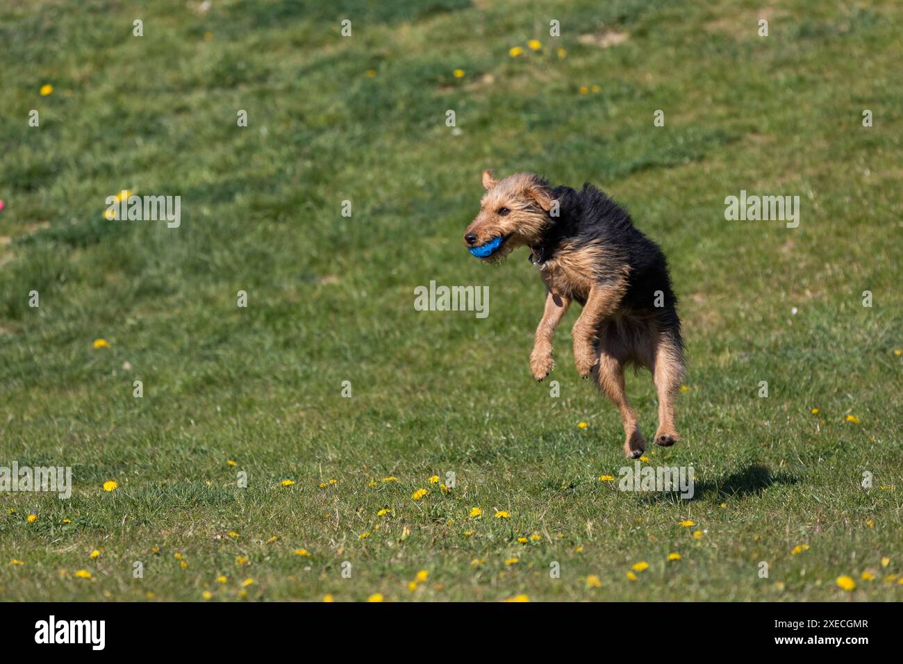 Un chien noir et brun de race mixte saute pour attraper la balle lancée par le propriétaire. Banque D'Images