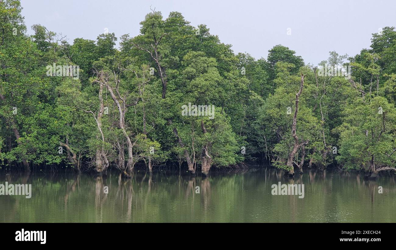 Un plan d'eau tranquille reflète la verdure luxuriante canopée des arbres environnants, créant une oasis paisible et isolée dans le Hear Banque D'Images