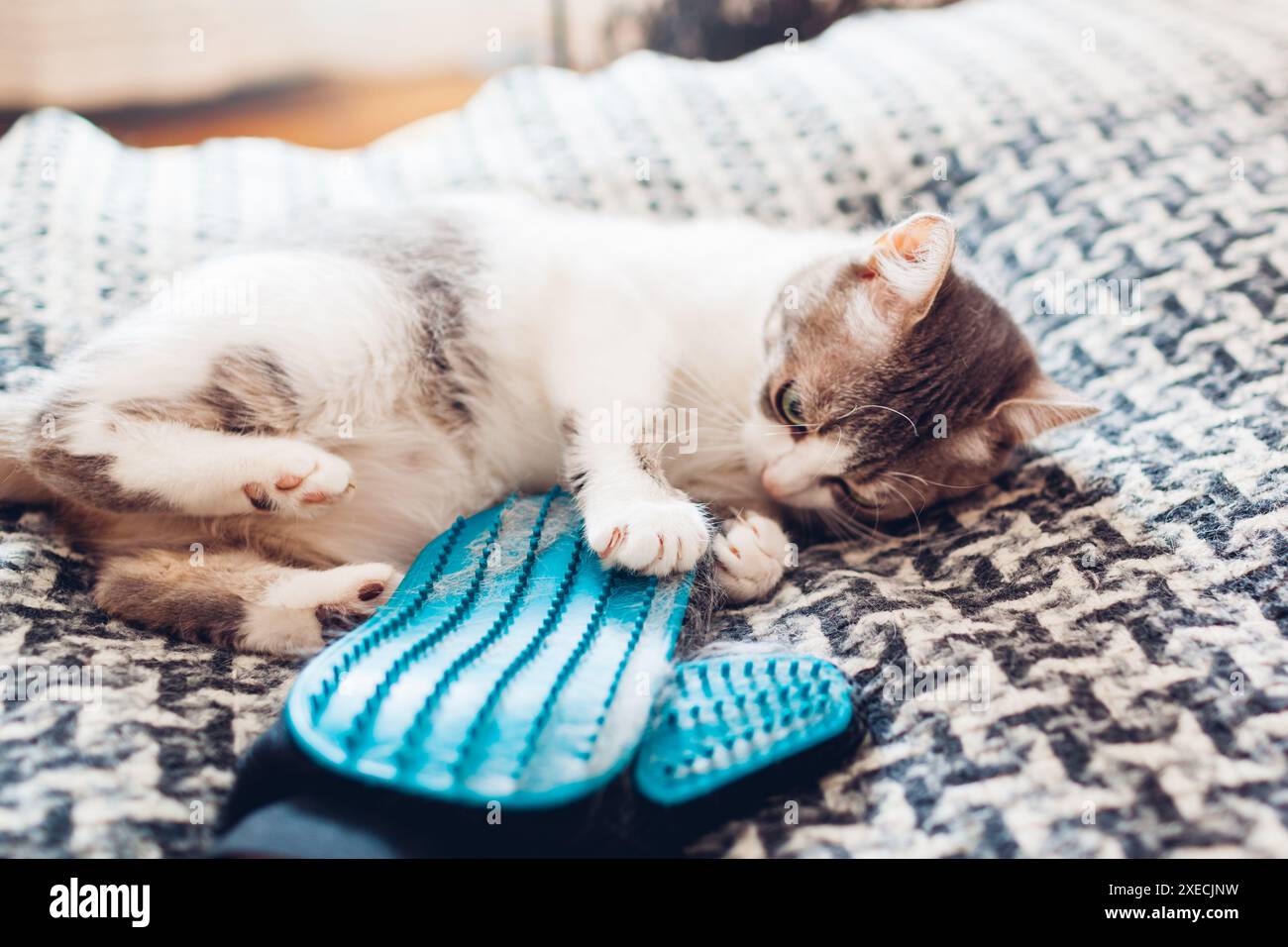 Chat joue avec le gant de brossage avec la fourrure. ELIMINATION des poils d'animaux. Prendre soin de peigner les animaux le nettoyer avec un gant en caoutchouc à la main à la maison. Banque D'Images