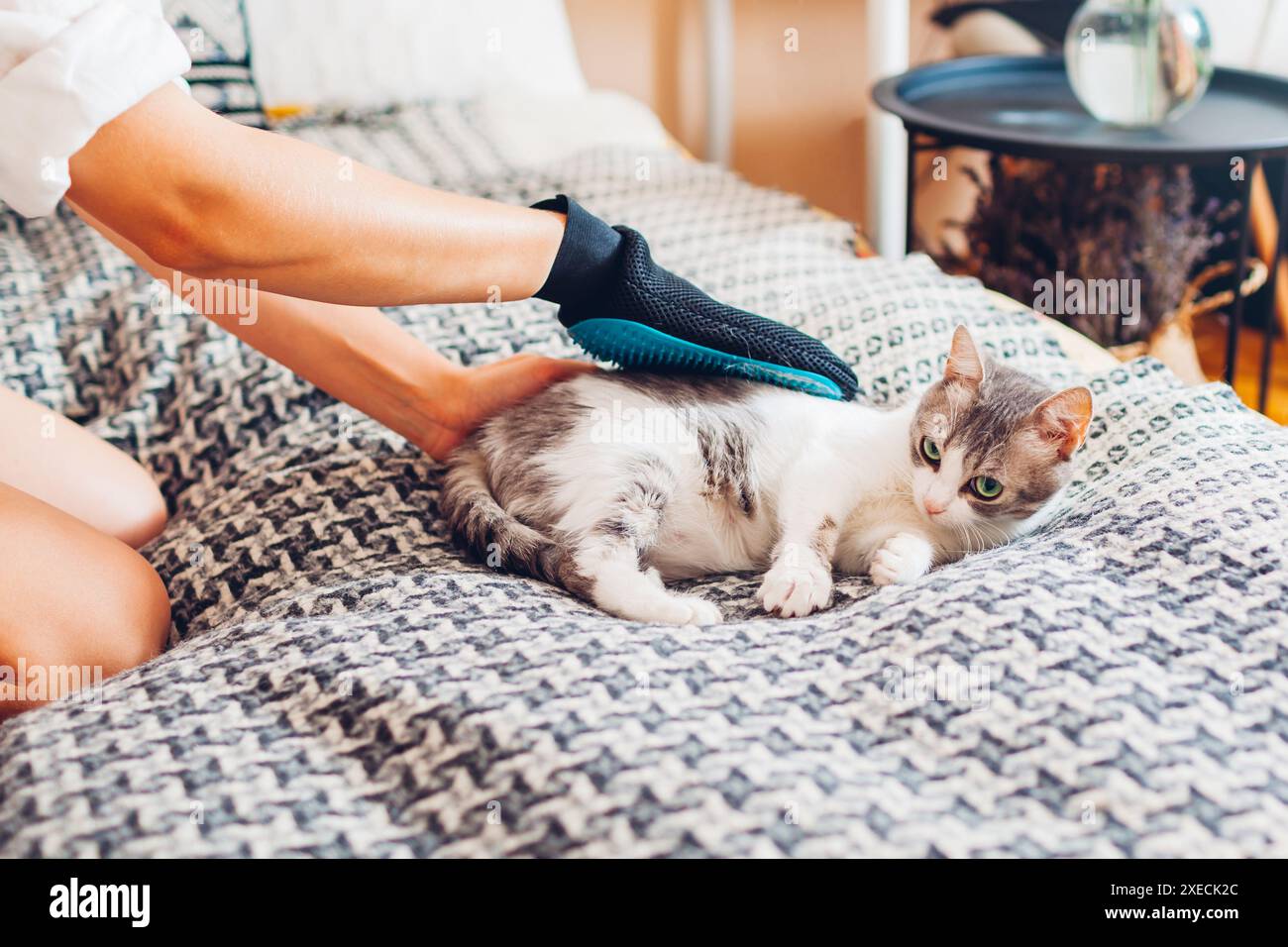 Brosser le chat irrité avec un gant pour enlever les poils d'animaux. Femme prenant soin de peigner les animaux le nettoyant avec un gant en caoutchouc à la main à la maison. Agression malheureuse Banque D'Images