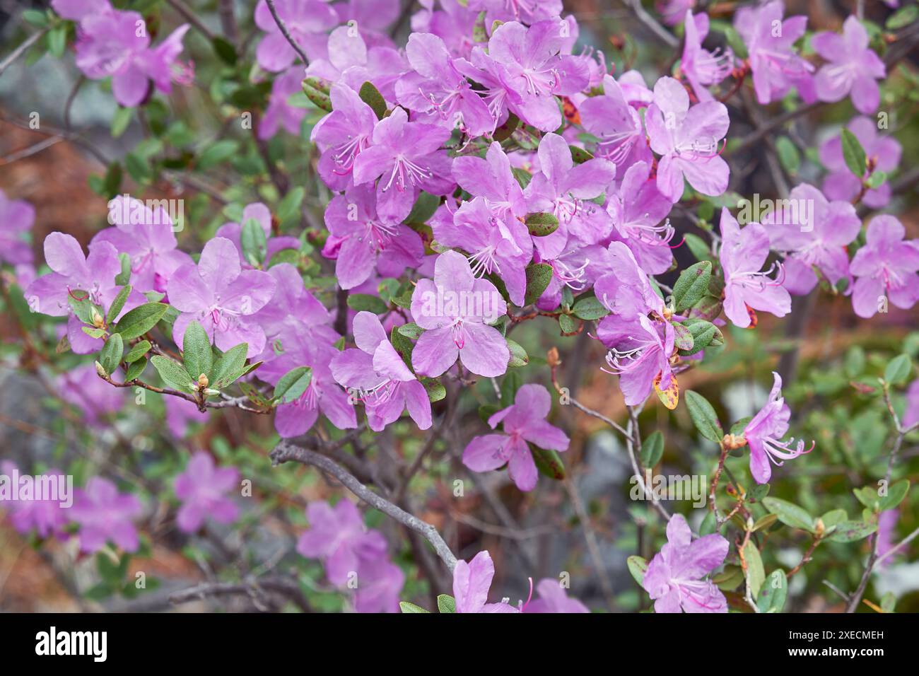 Rhododendron dauricum buissons avec des fleurs (noms populaires bagulnik ; maralnik) avec fond bokeh de forêt. Banque D'Images