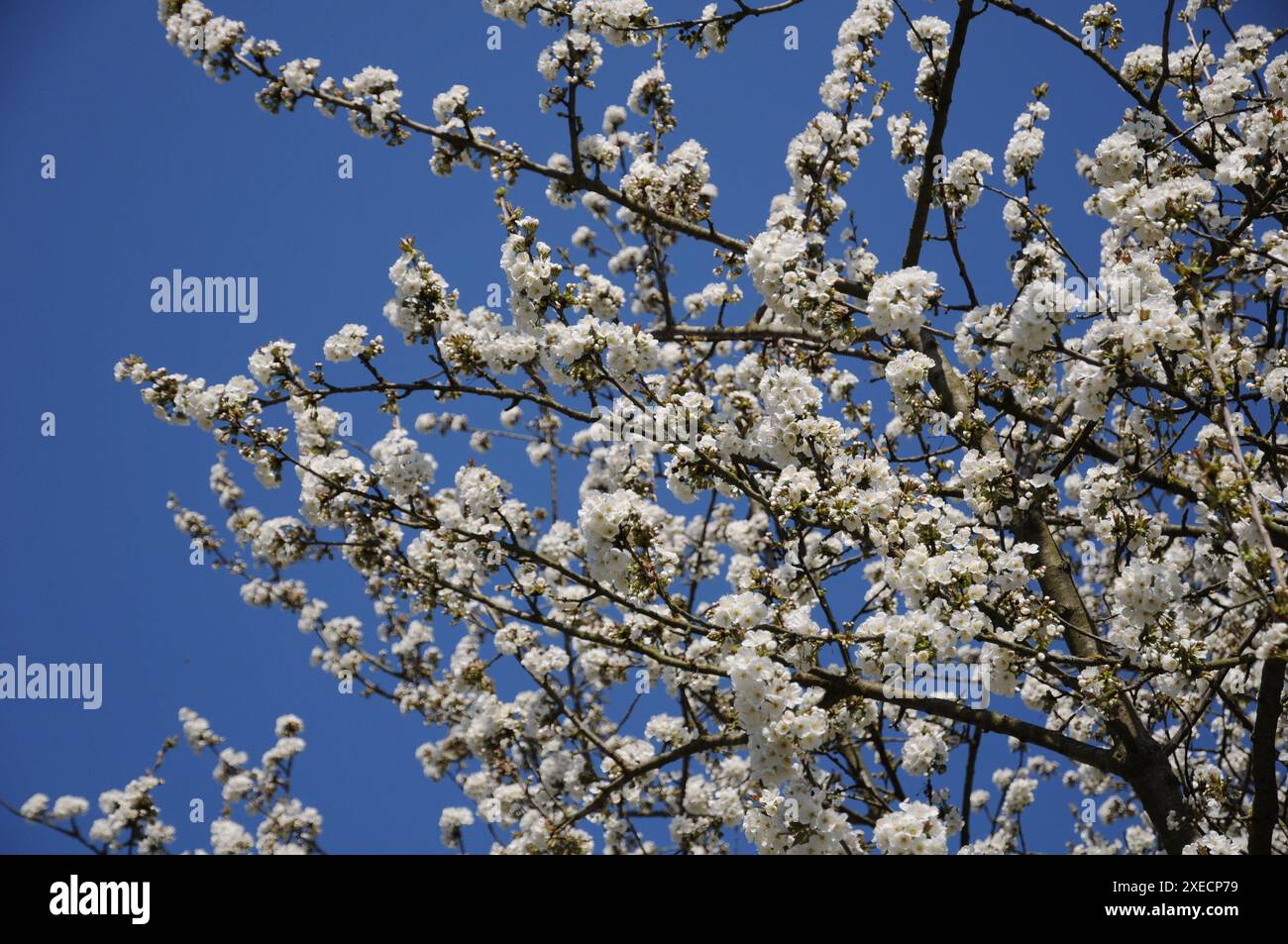 Prunus avium, sweet cherry Banque D'Images