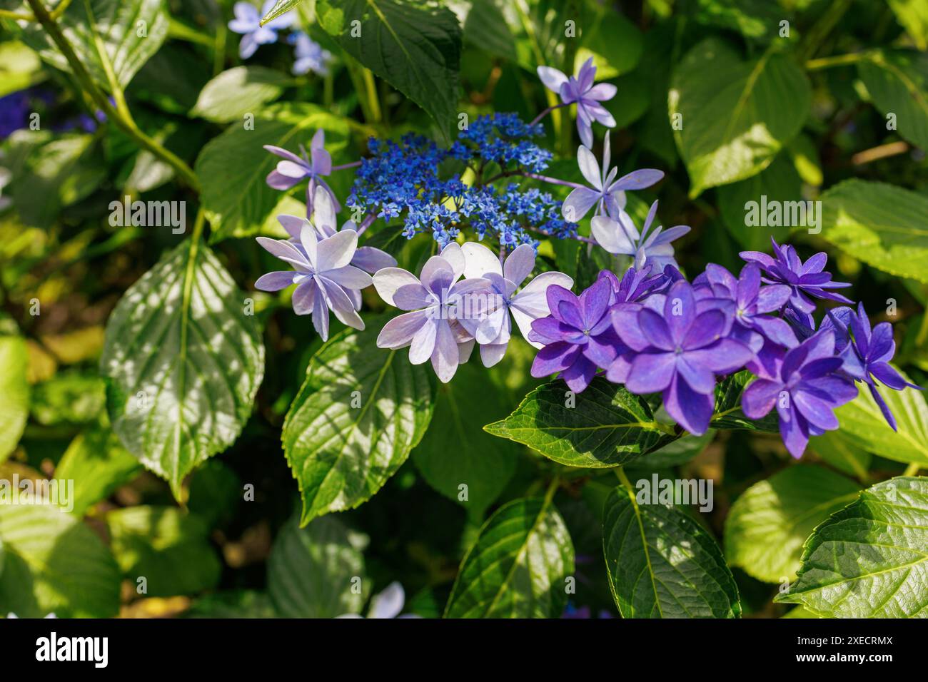 Images du Japon - sous les pétales blanc et bleu clair d'un Ajisai japonais ou d'une hortensia, une minuscule araignée se cache ou prend refuge du soleil Banque D'Images